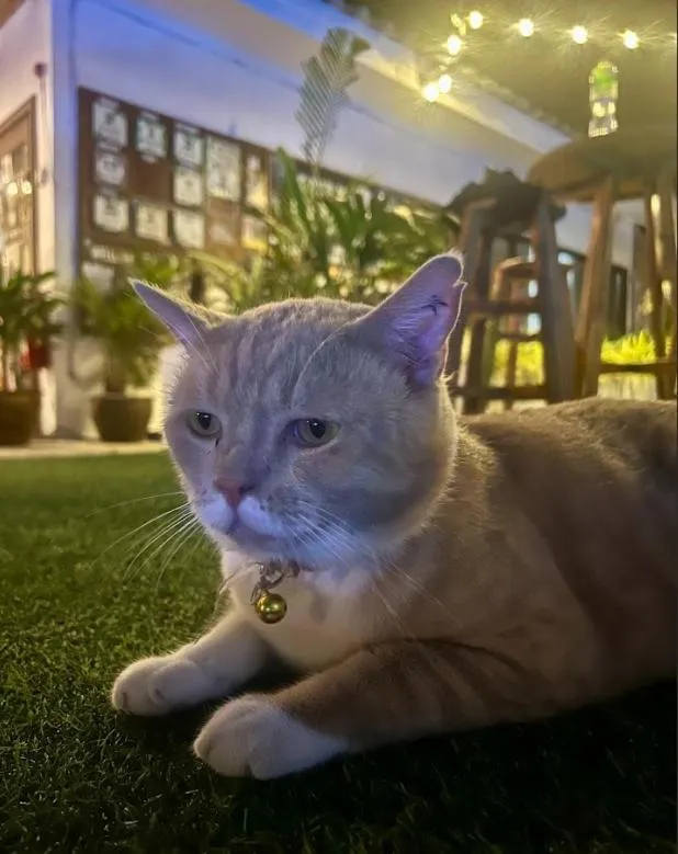 Tiki Beach Koh Phangan Beach Restaurant Bar and Coworking