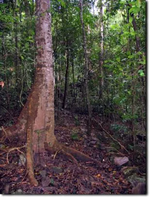 Other in Seclude Rainforest Retreat