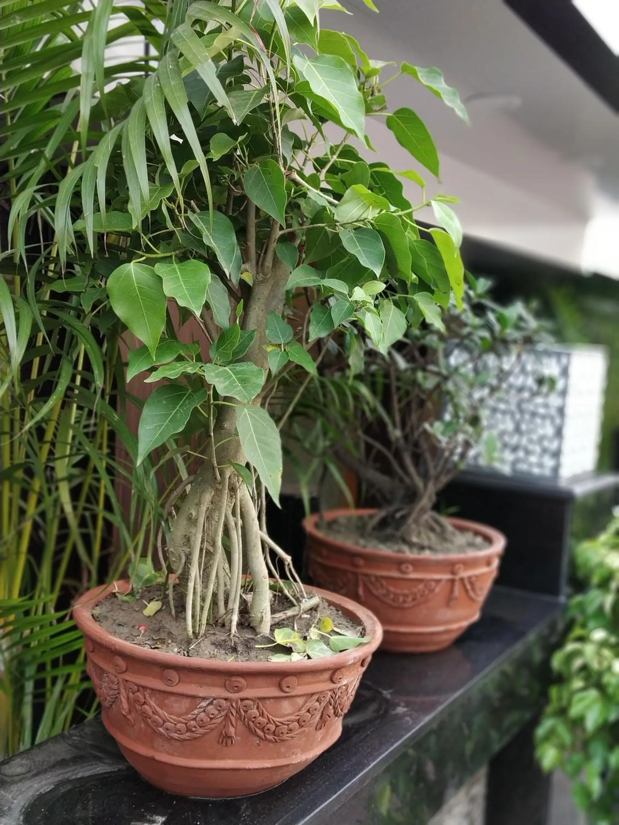 Garden view in Hotel Executive Tower