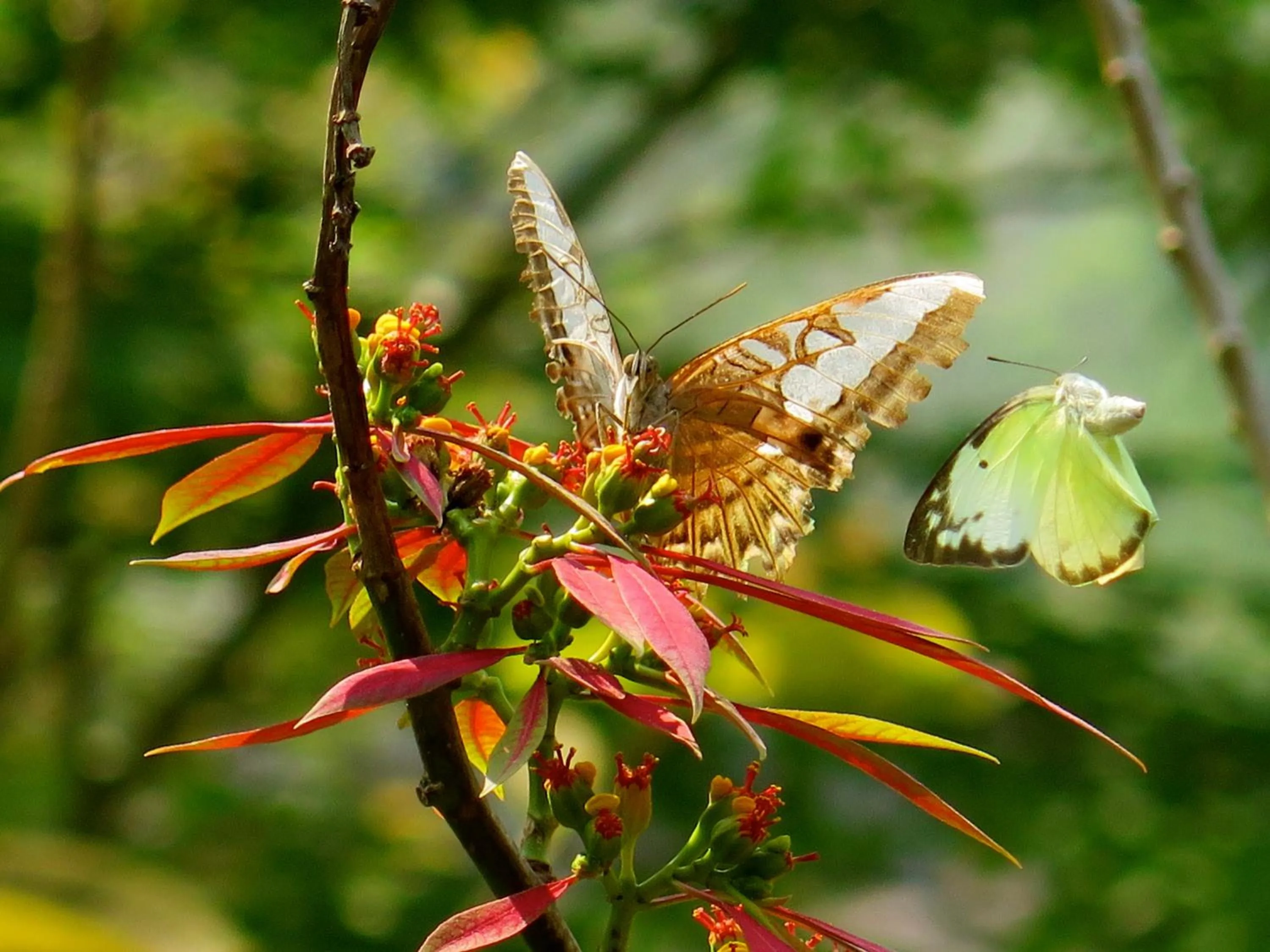 Garden in Hillside - Nature Lifestyle Lodge