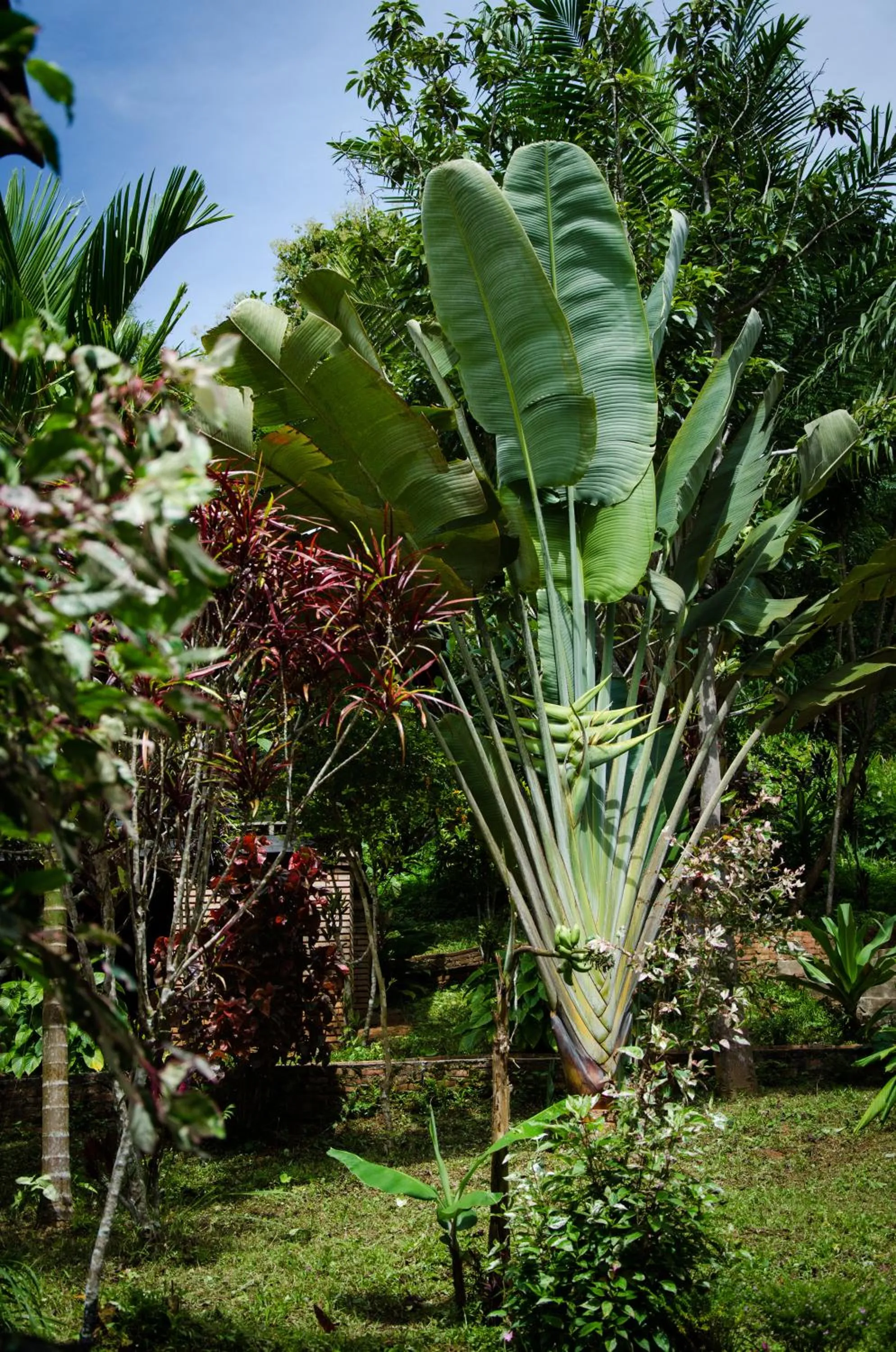 Garden in Hillside - Nature Lifestyle Lodge
