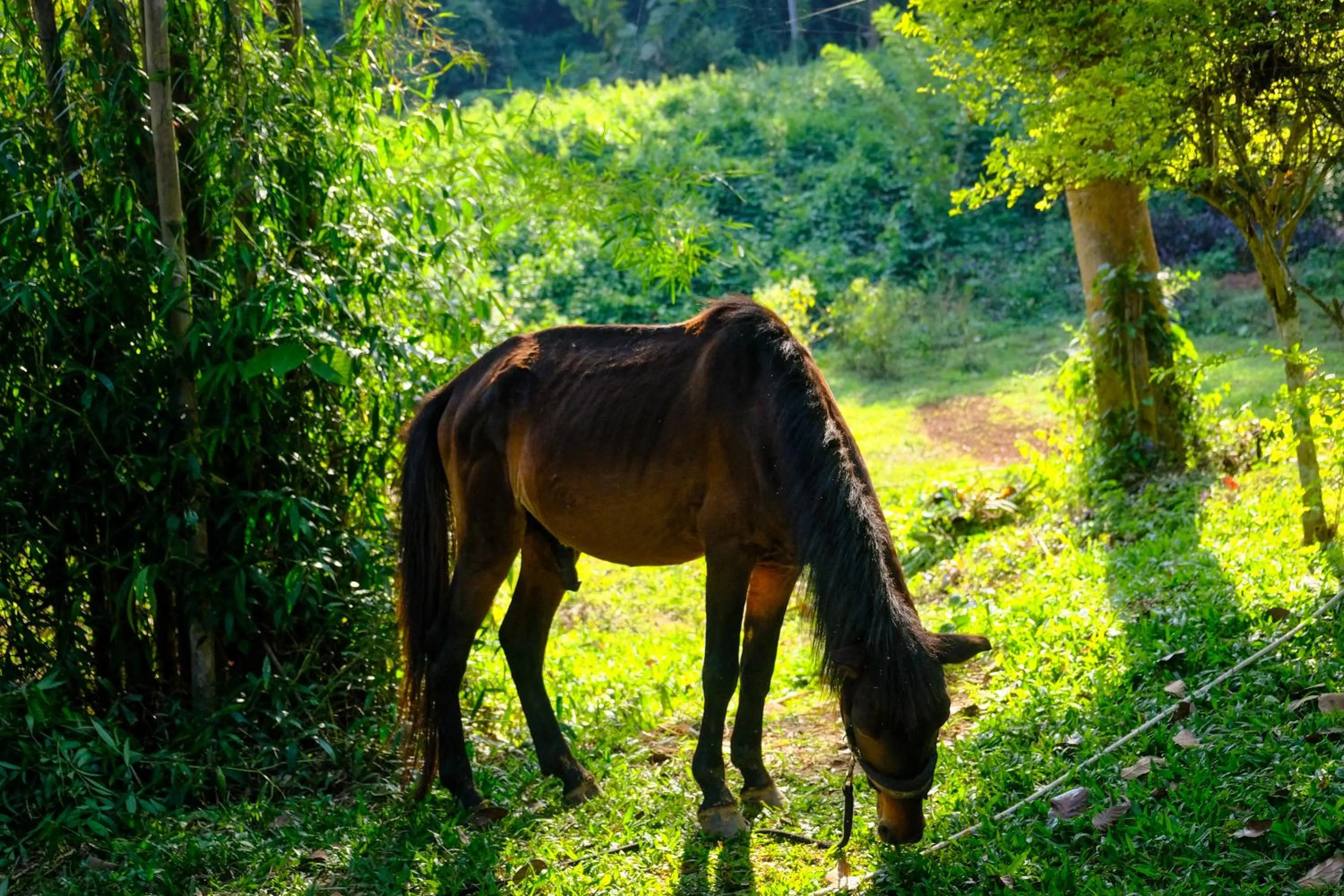 Hillside - Nature Lifestyle Lodge
