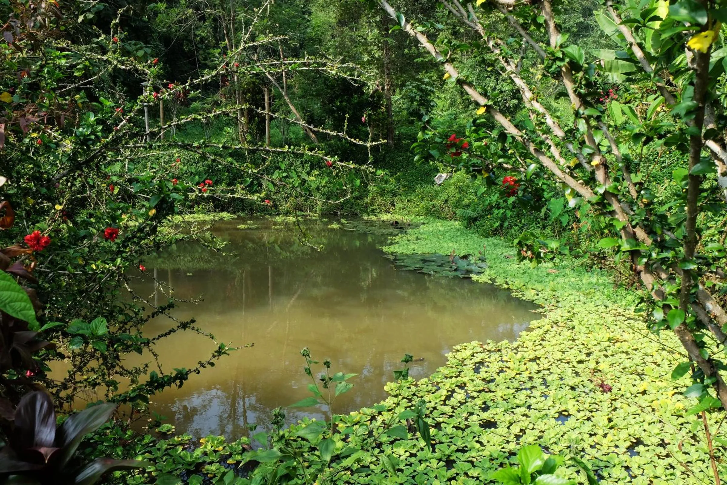 Garden in Hillside - Nature Lifestyle Lodge