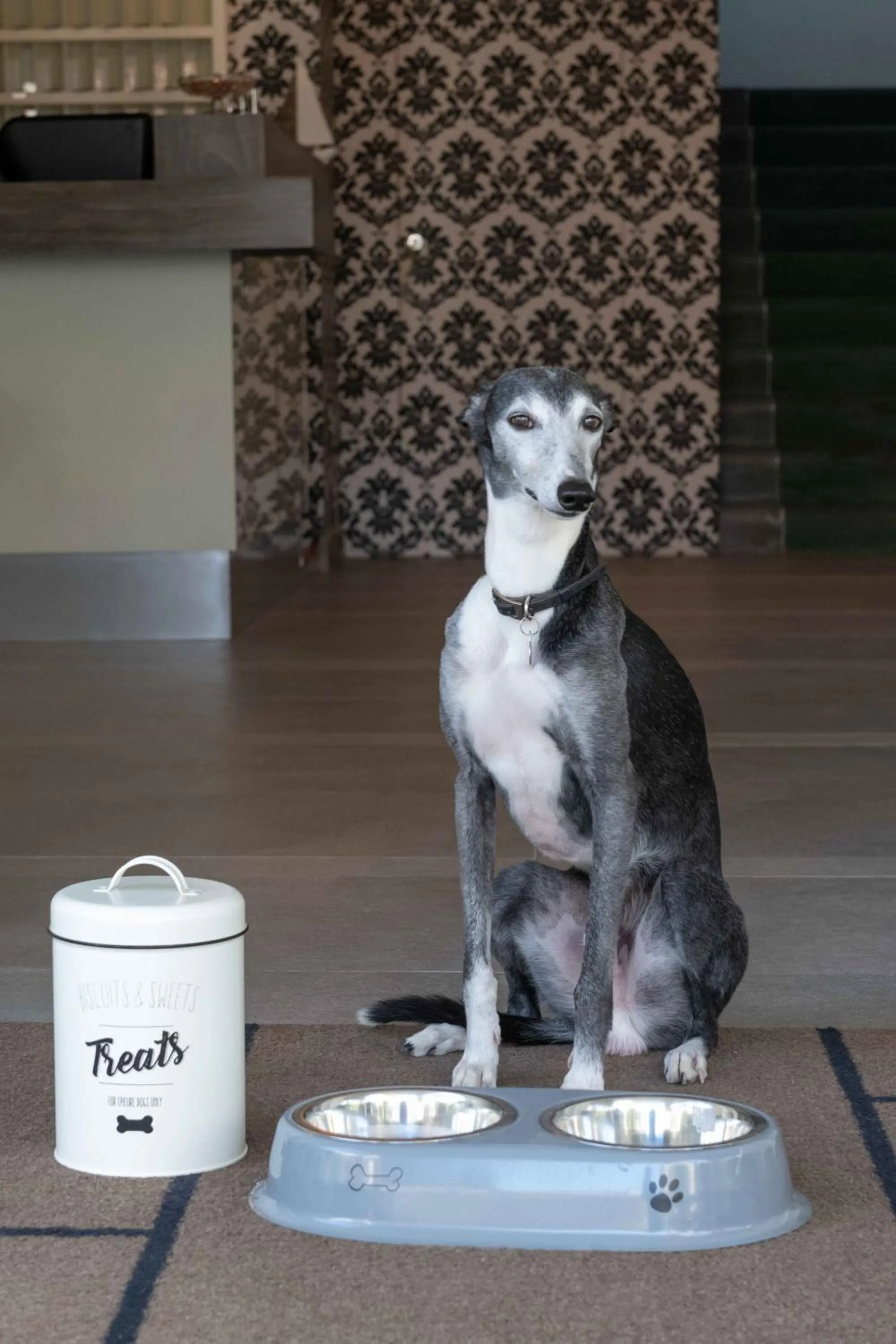 Animals in Hotel Smart Cervia B&B