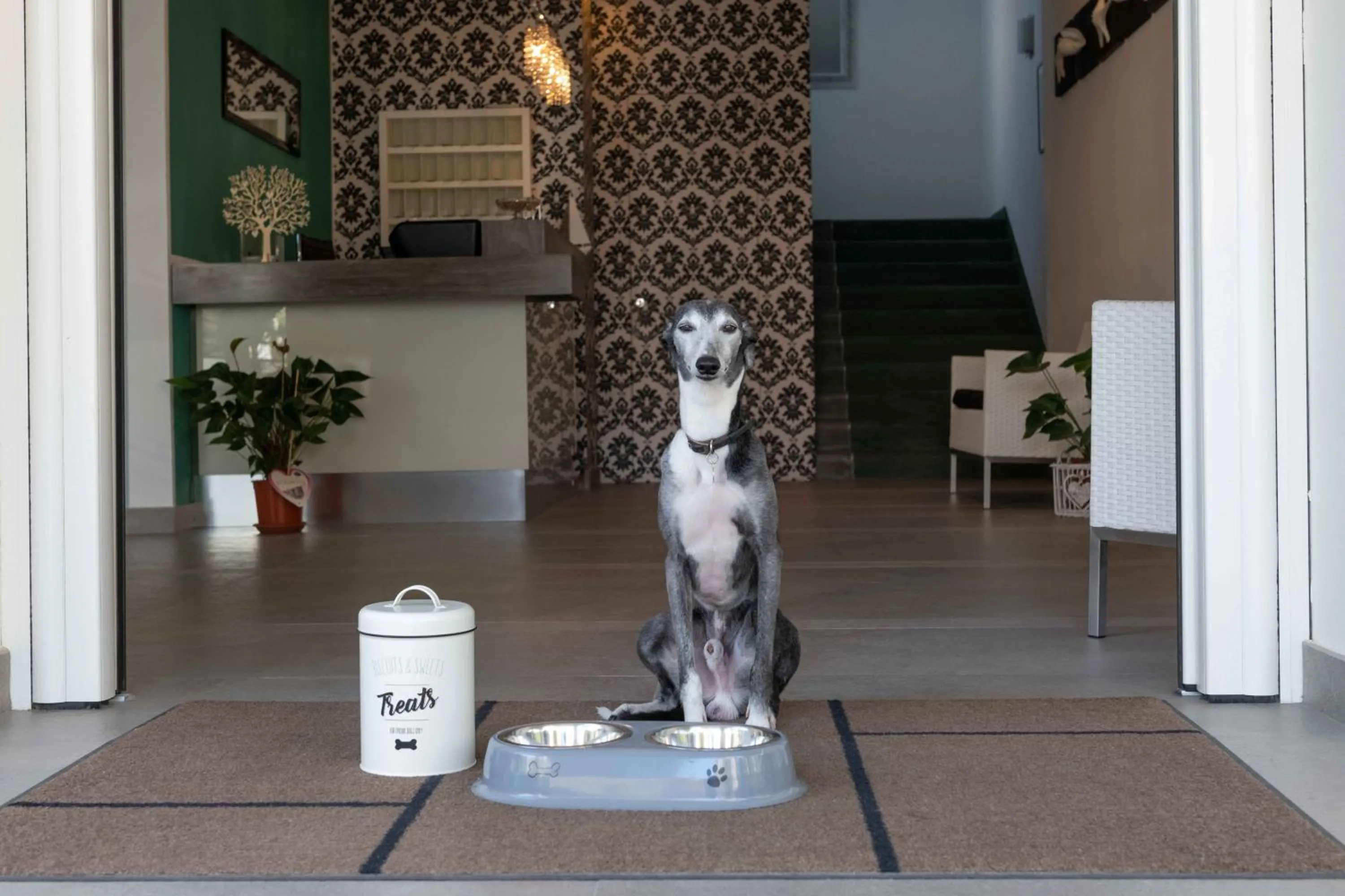 Animals in Hotel Smart Cervia B&B