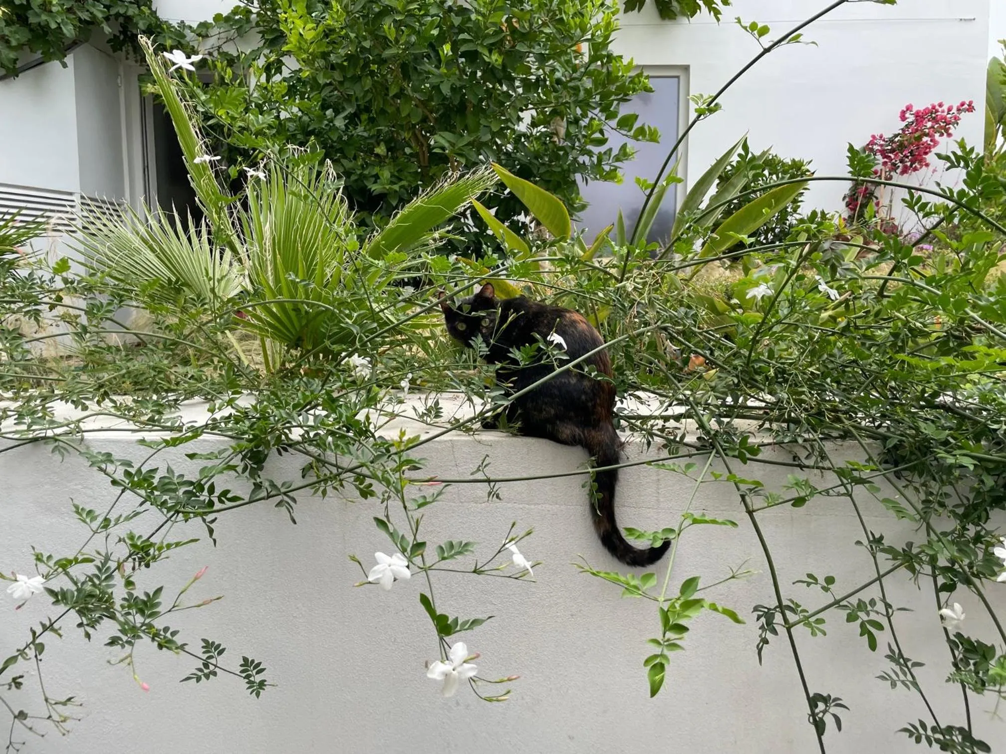 Garden in Casa Apollo Guesthouse