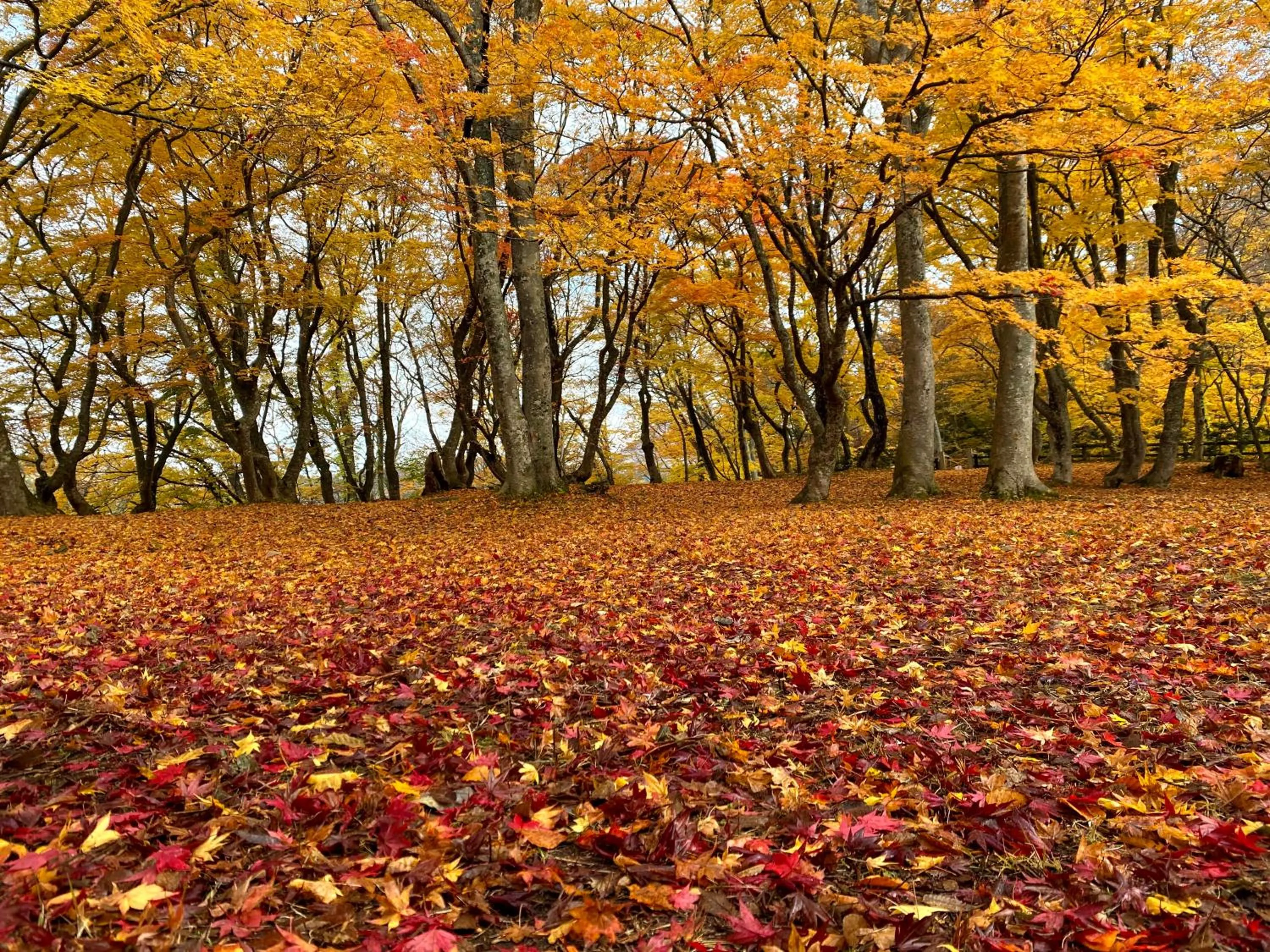 Nearby landmark in Tabinoyado Saikawa