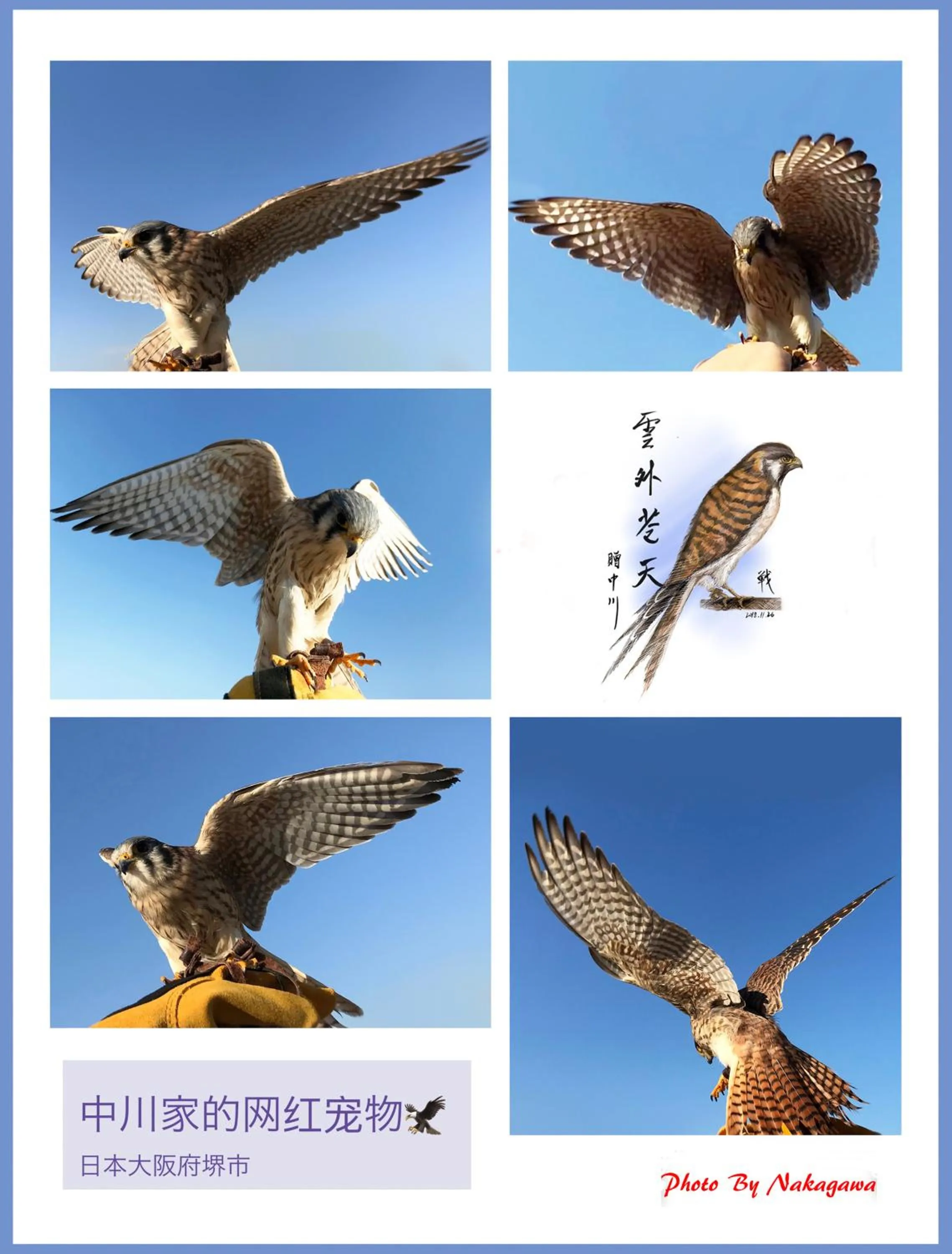 Animals in Nakagawa's Cozy House