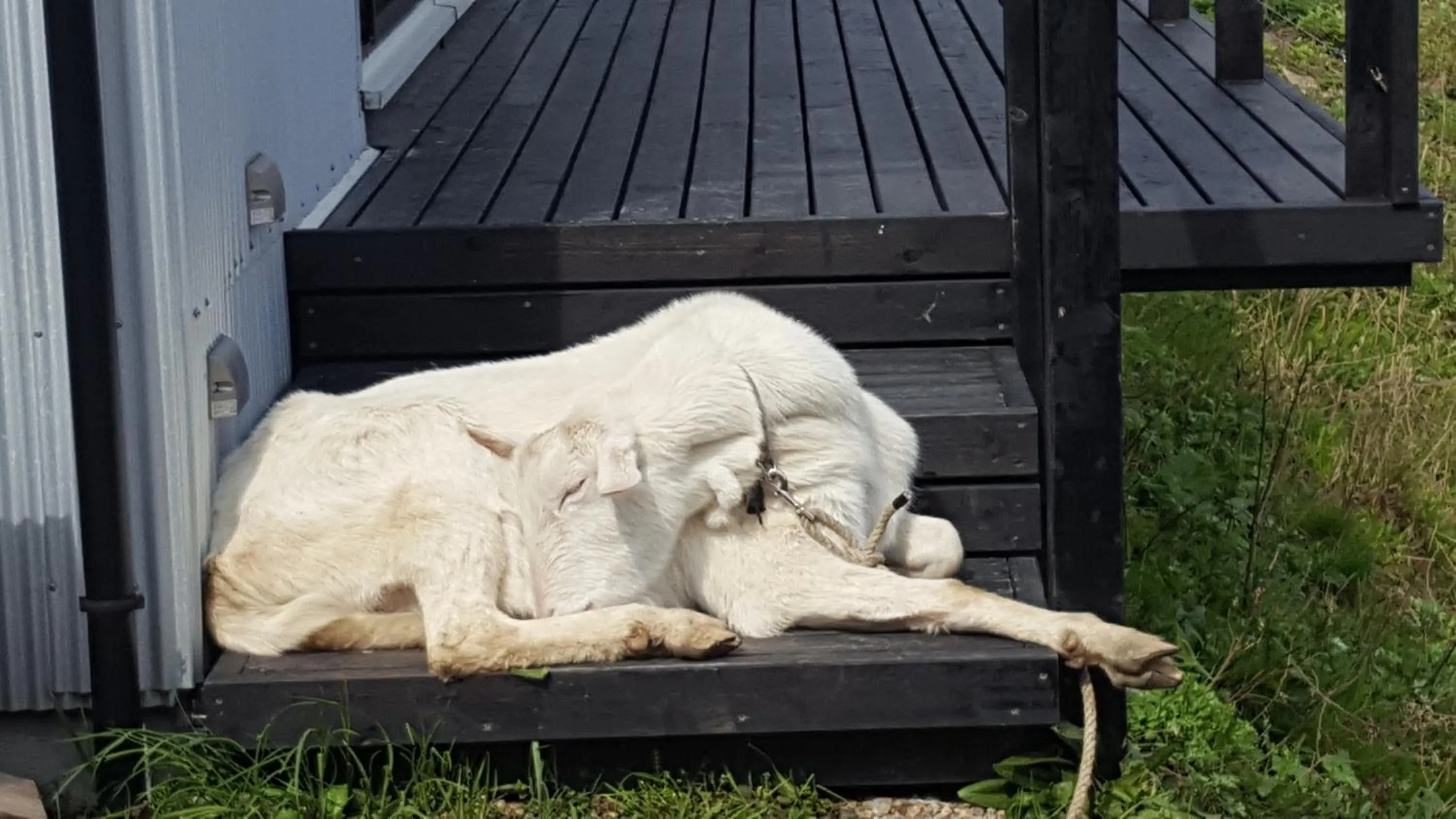 Pets in Asobi Lodge