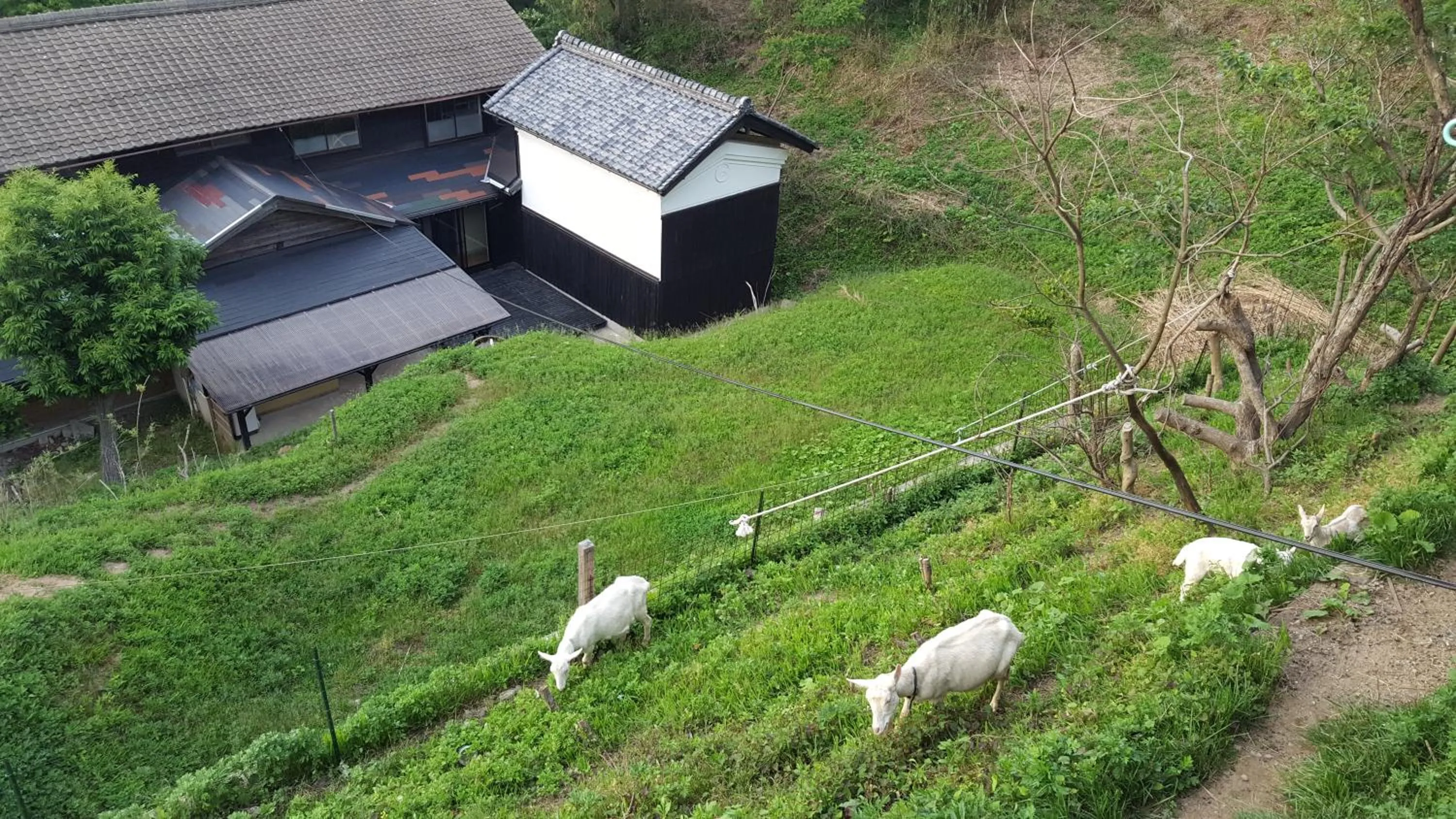 Animals in Asobi Lodge