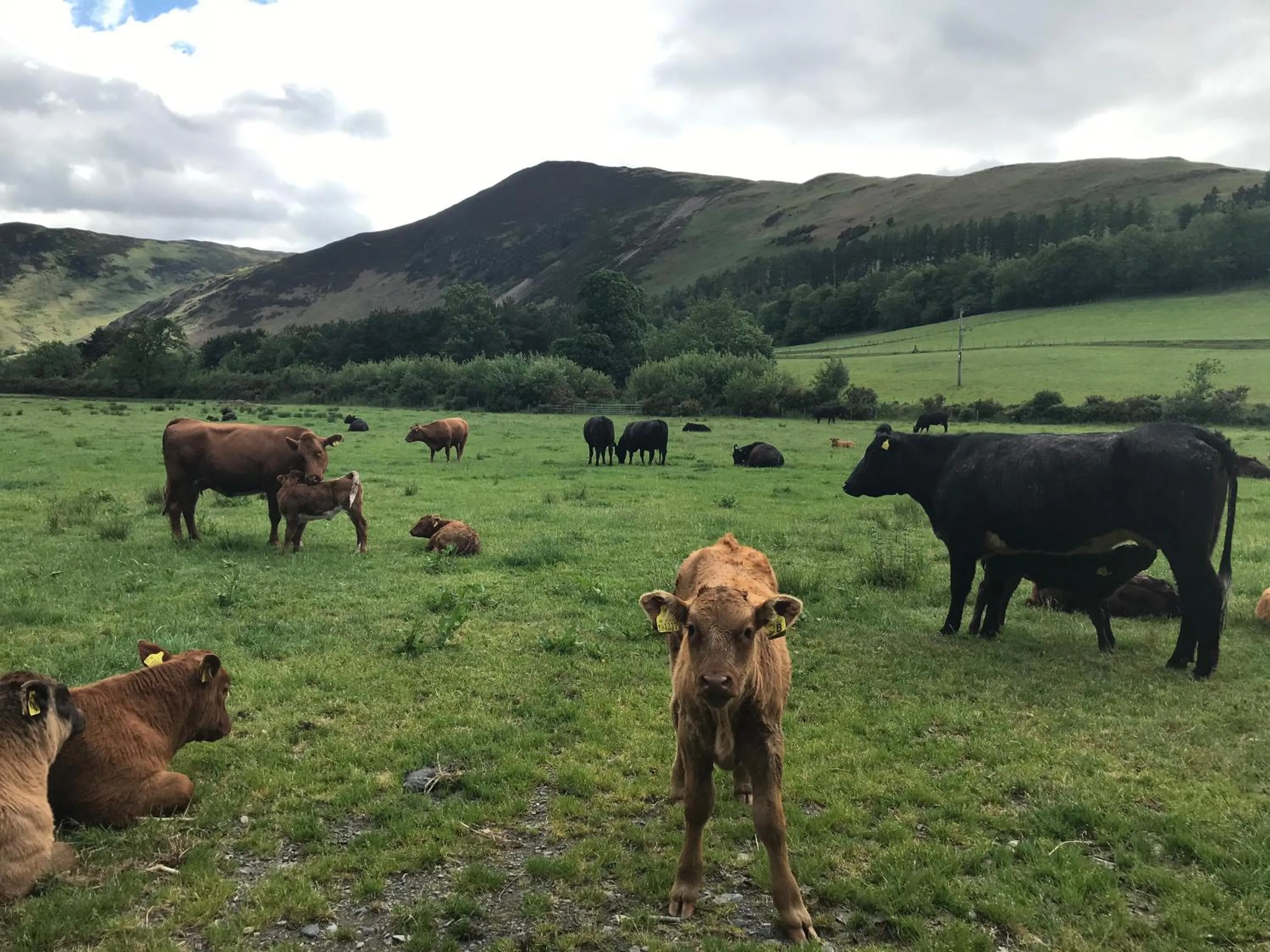 Claremont House Keswick