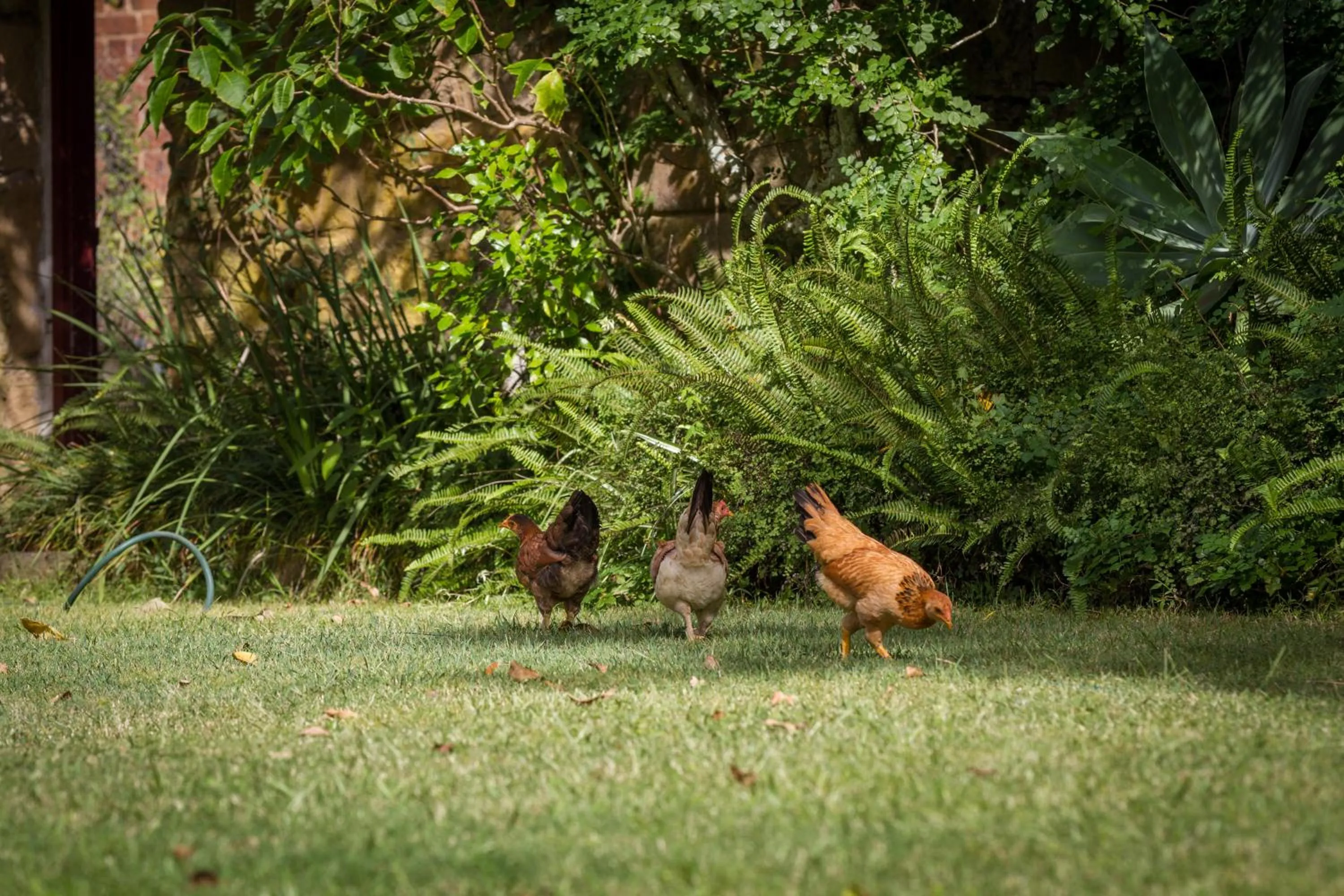 Animals in The Barracks, Tocal