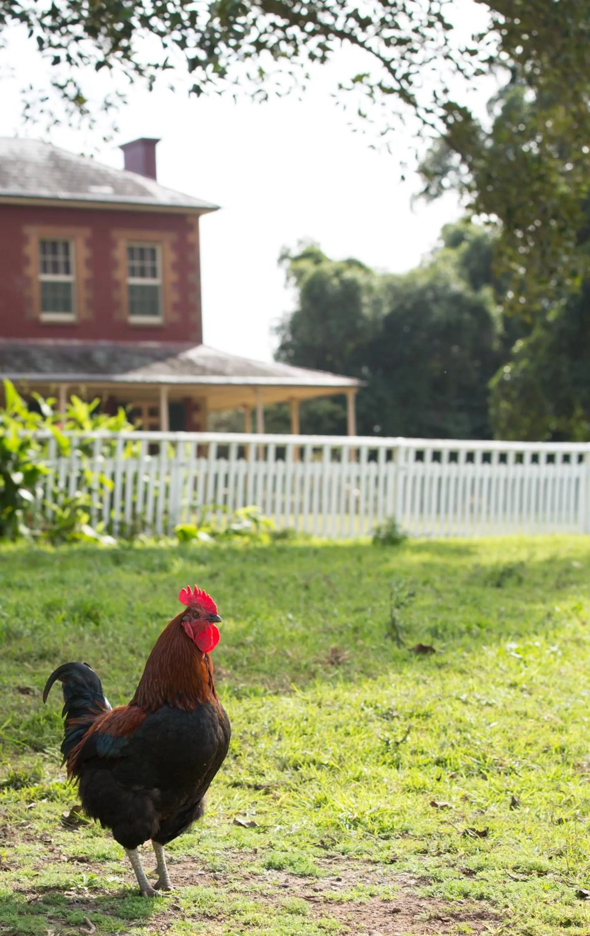 Animals in The Barracks, Tocal