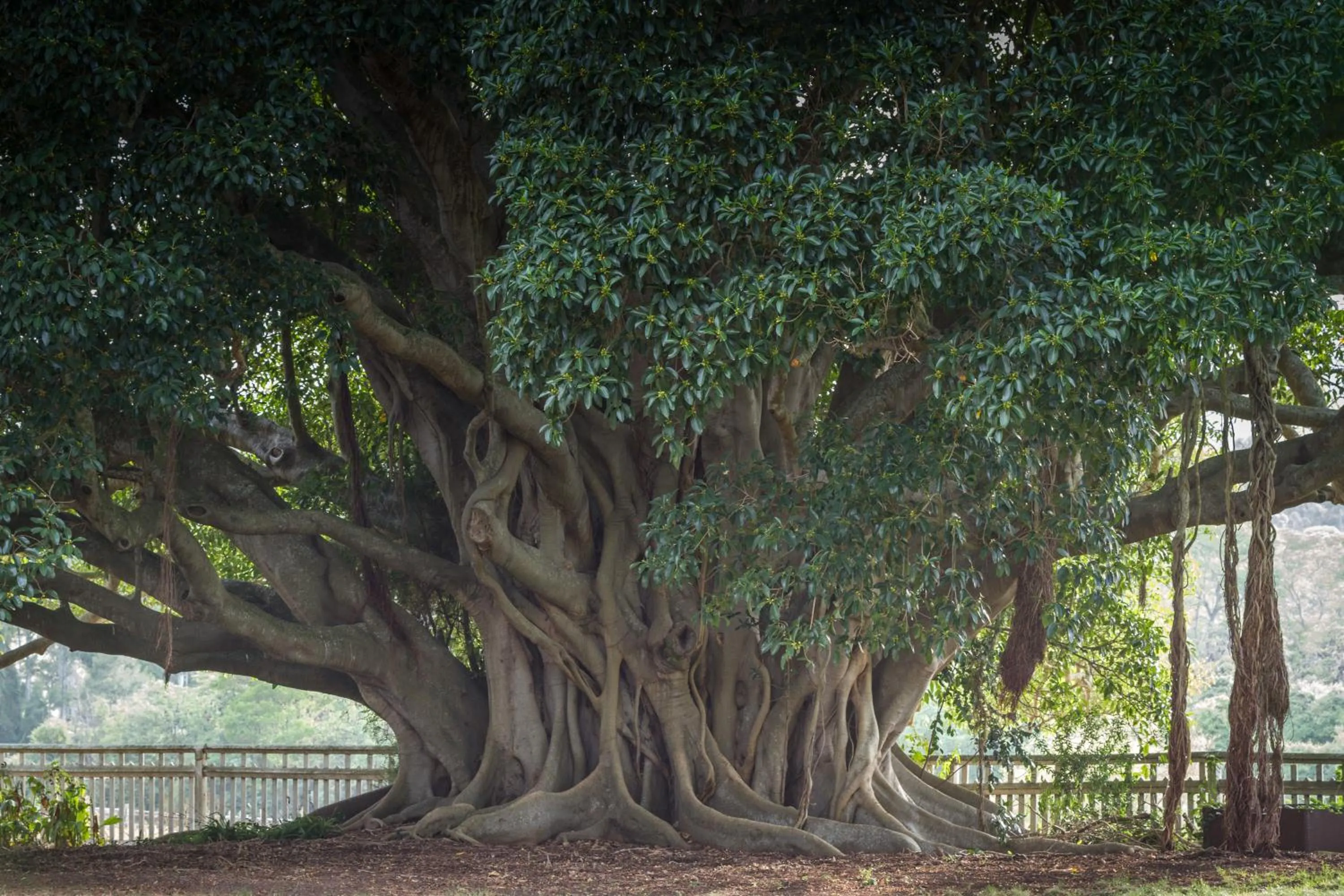 Natural landscape in The Barracks, Tocal