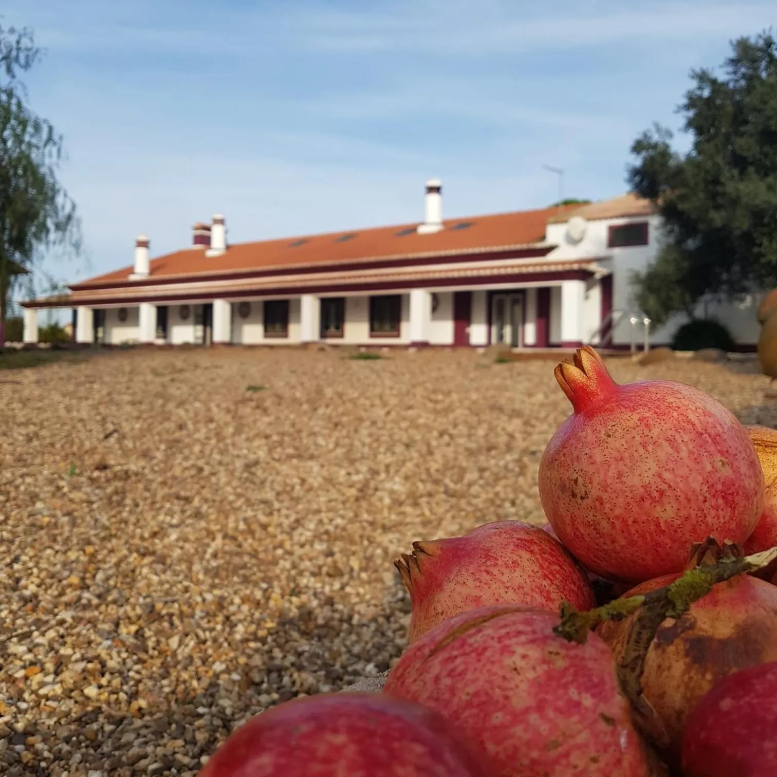 Property building in Monte da Floresta B&B