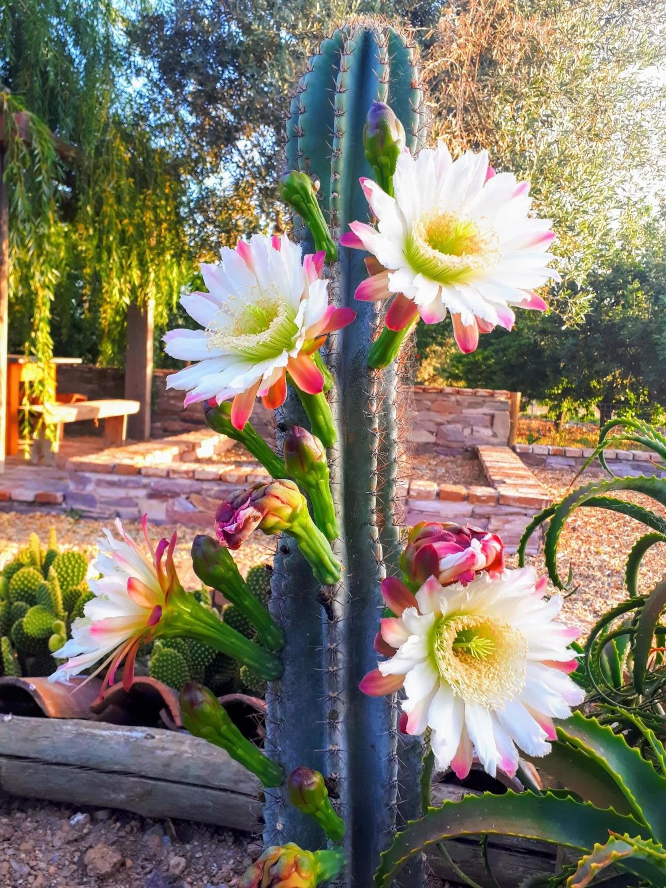 Garden in Monte da Floresta B&B