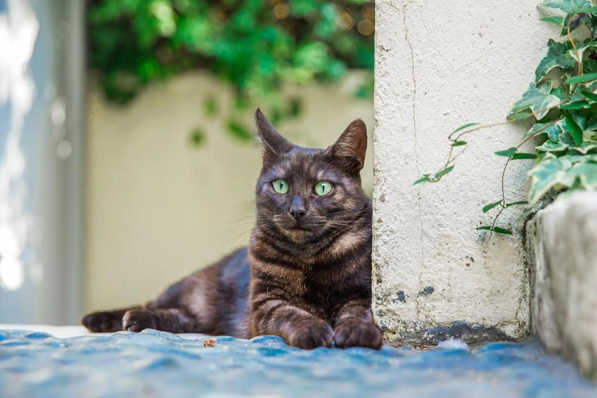 Pets in La Maison Charmante