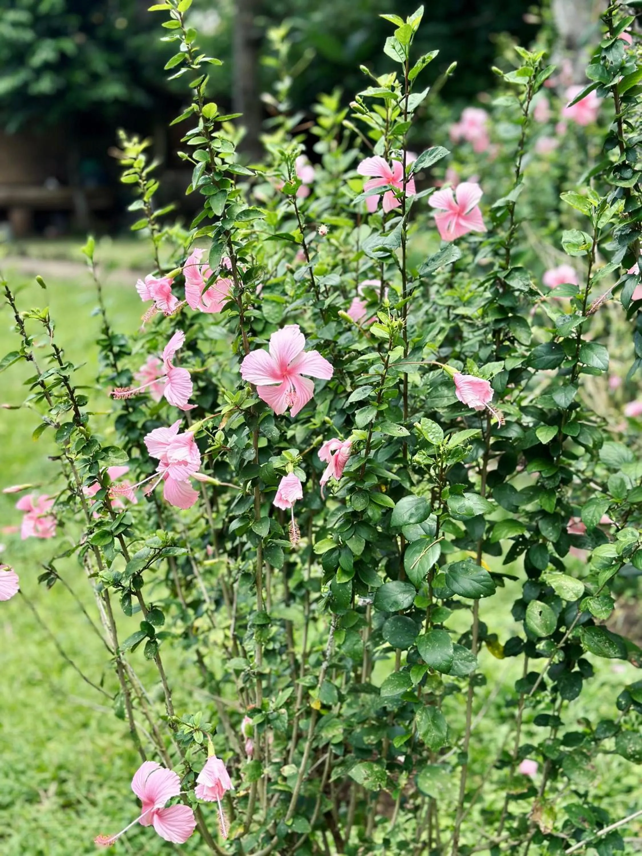 Spring in Sang Tirta Resort