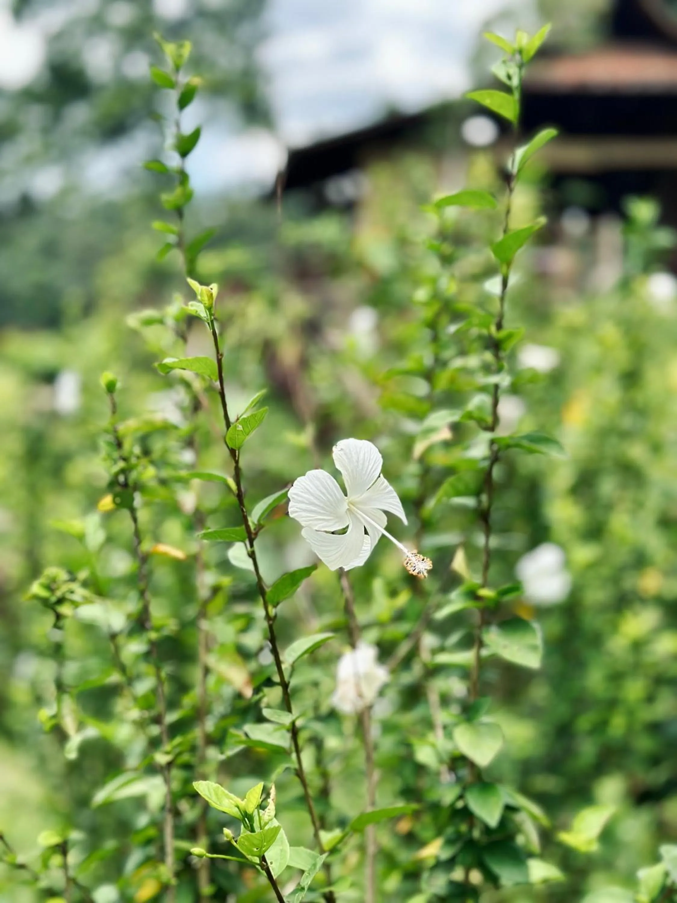 Spring in Sang Tirta Resort