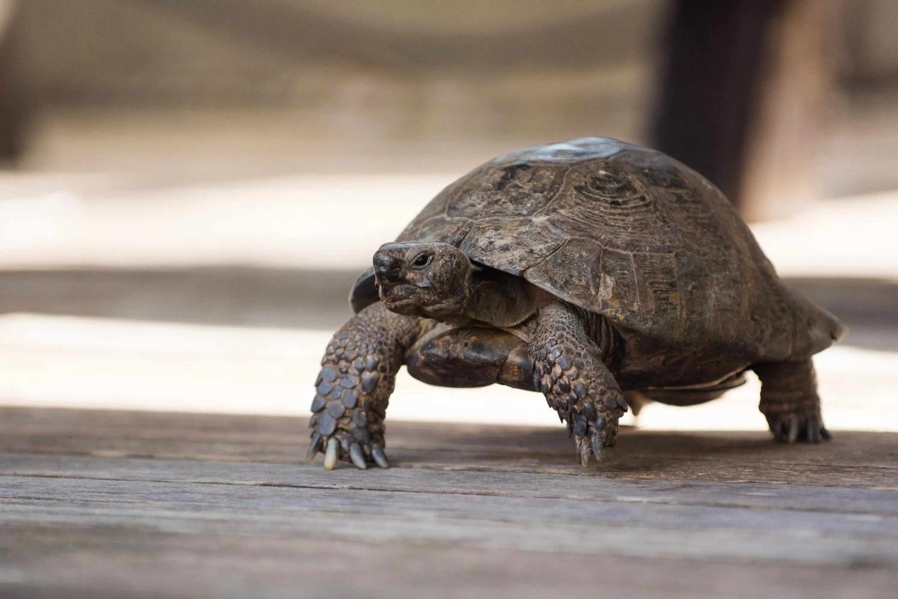 Pets in Hotel Residence Pernhof