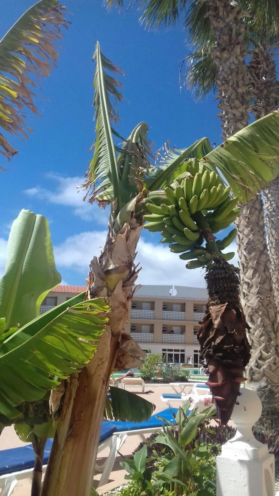 Pool View in Apartamentos Parque Carolina