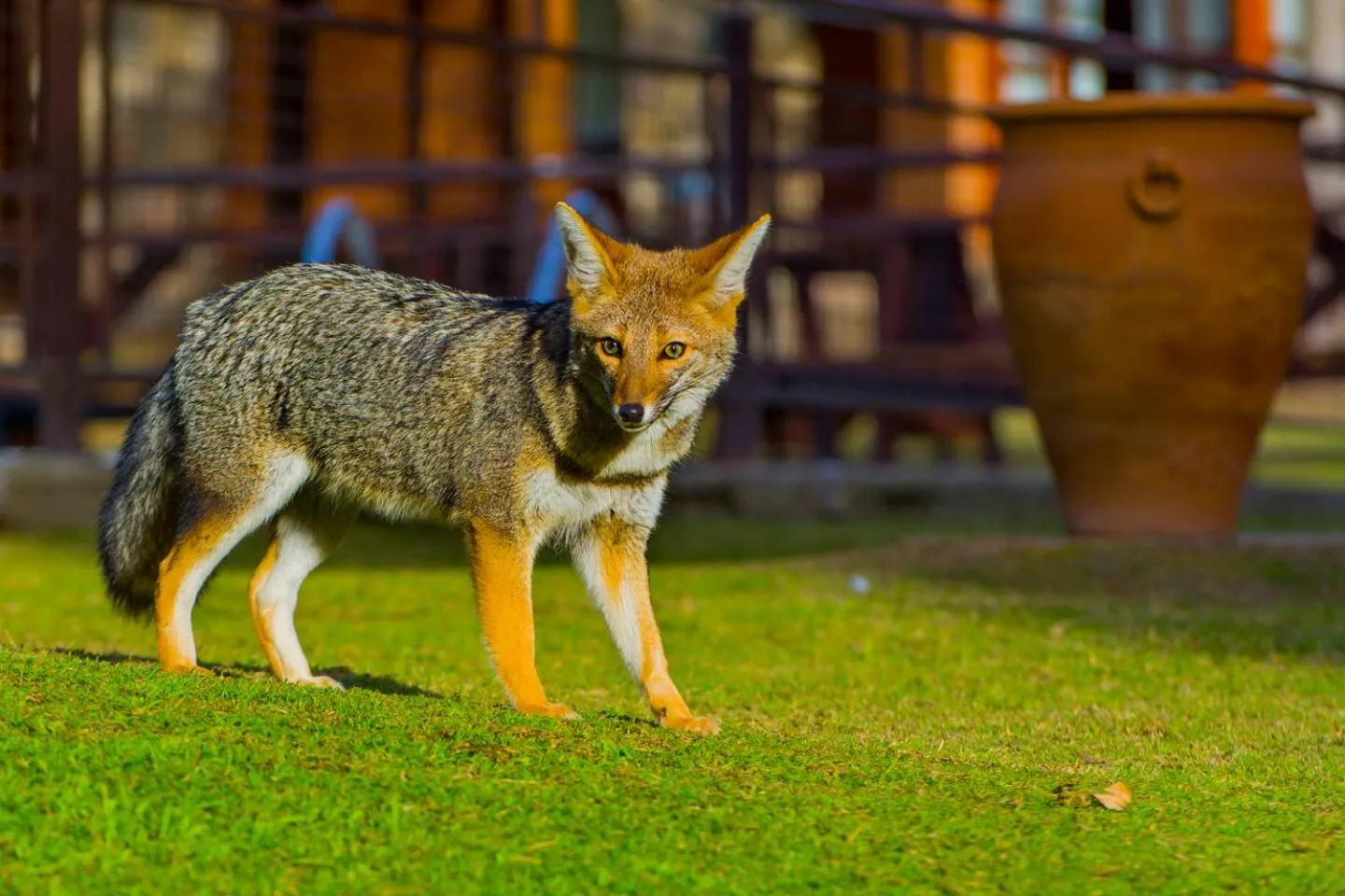 Animals in Hotel Villa Sol