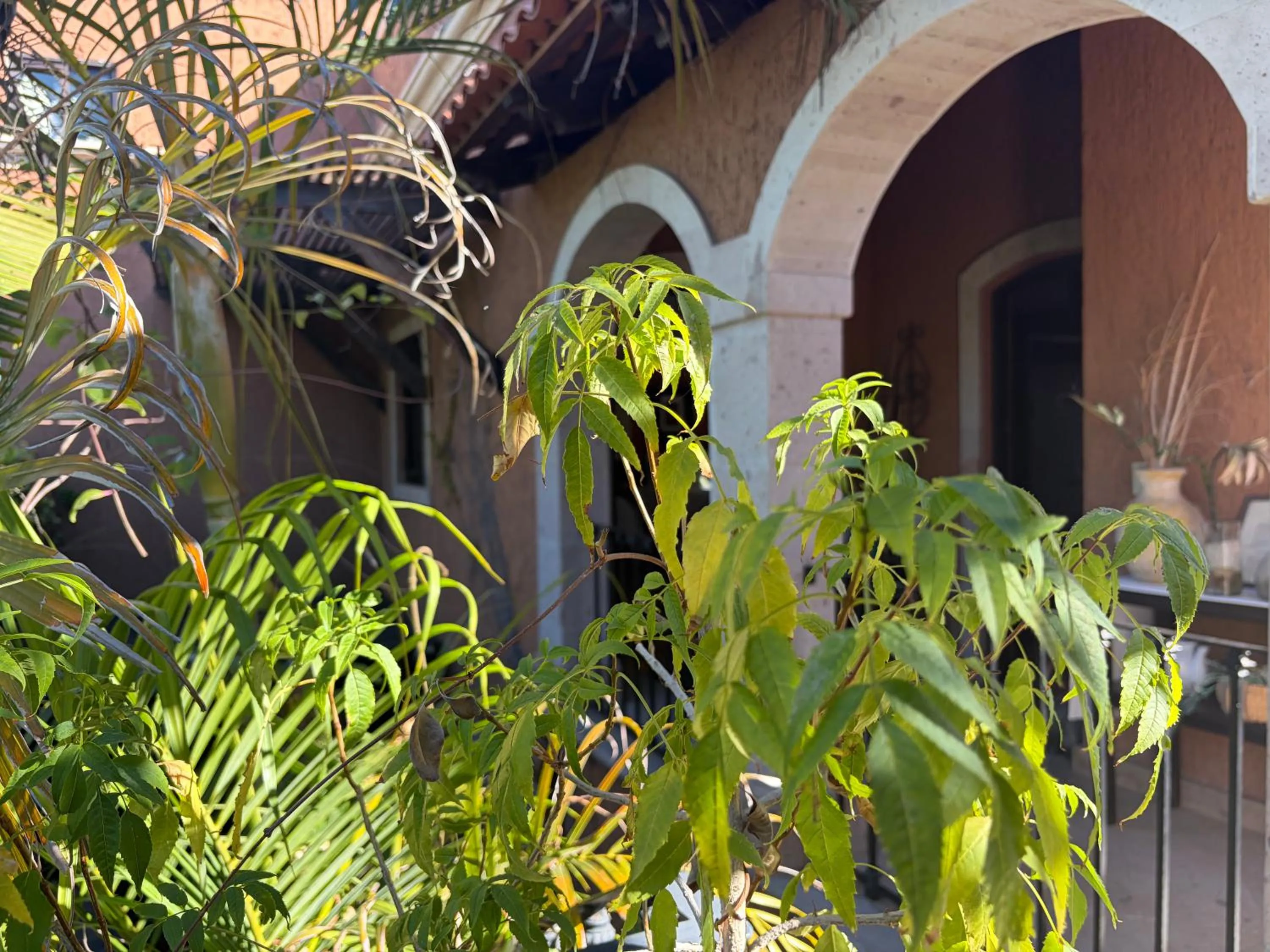 Garden in Posada del Cortes