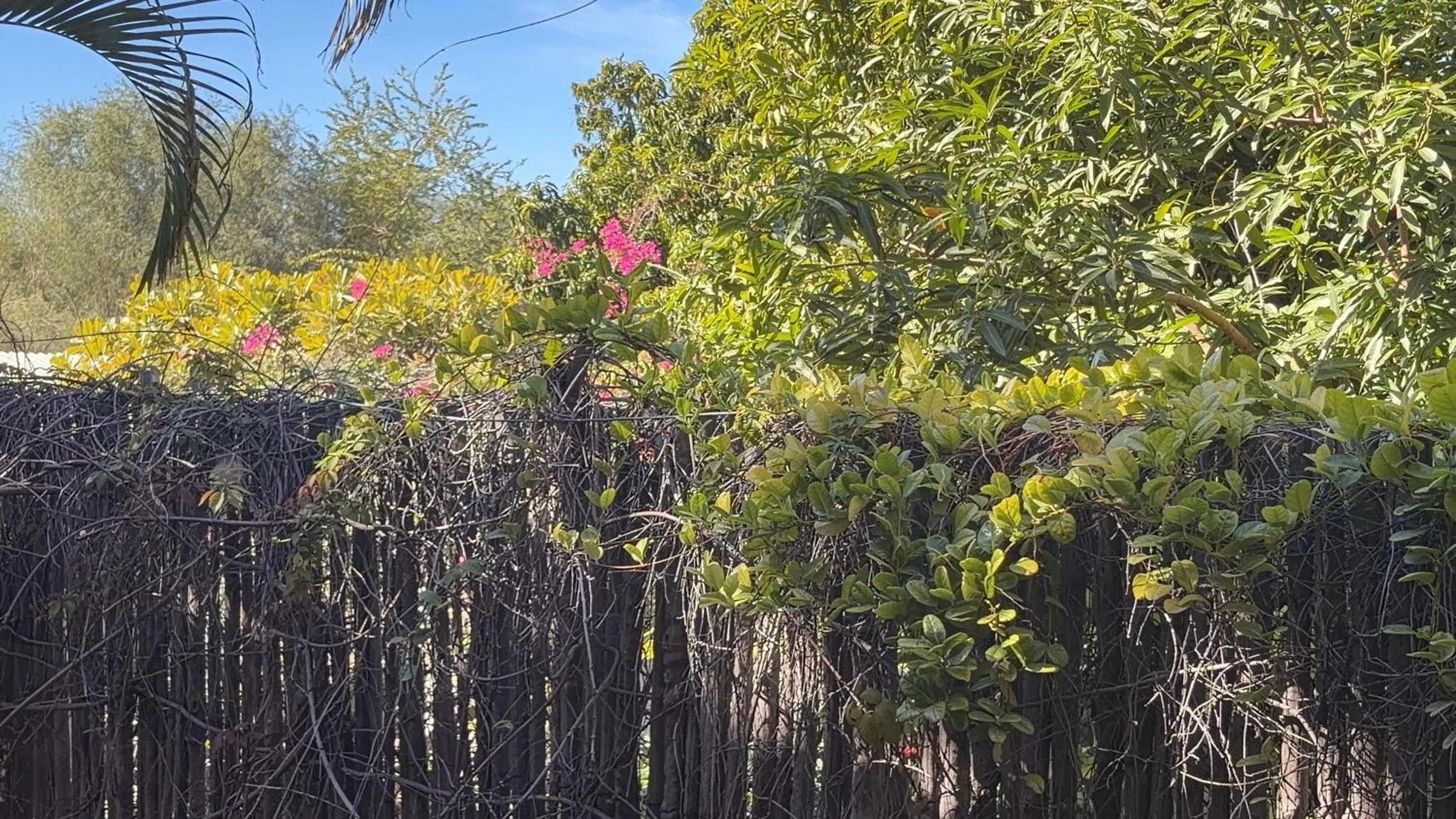 View (from property/room) in Posada del Cortes
