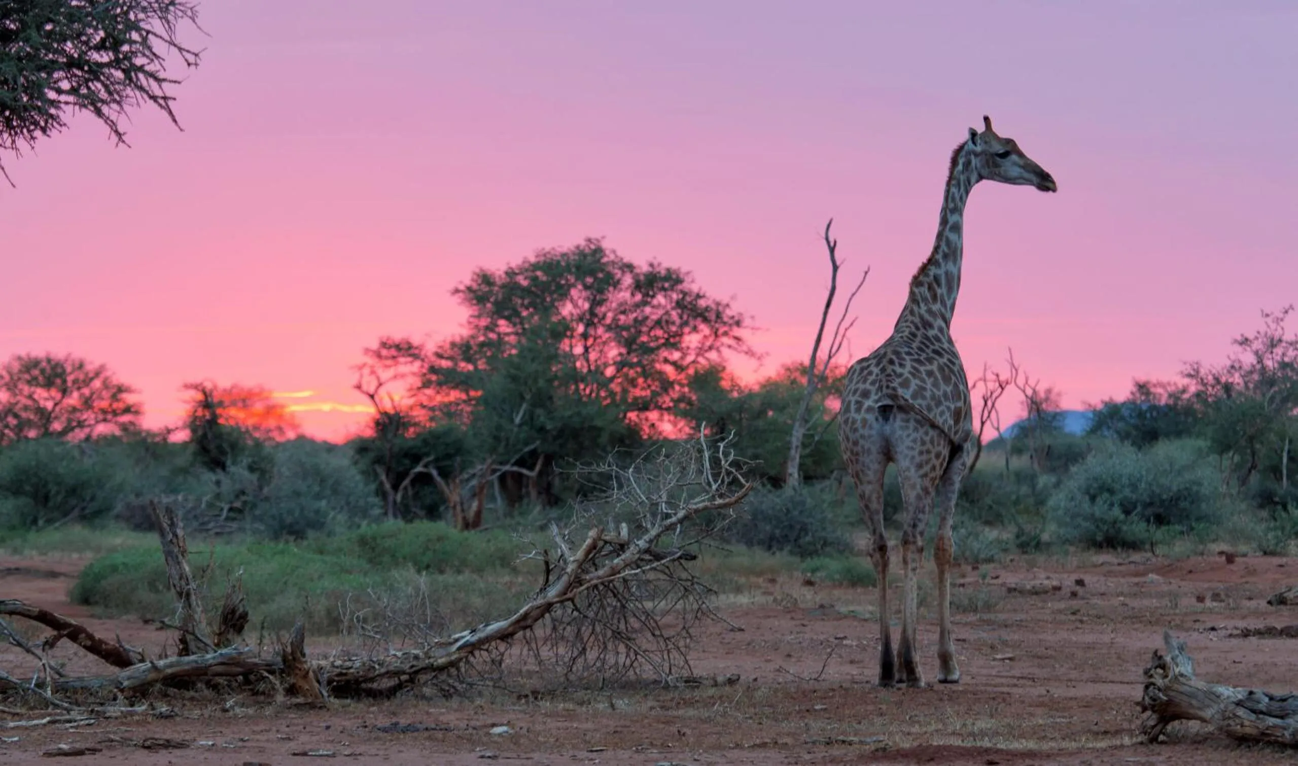 Animals in Tuningi Safari Lodge