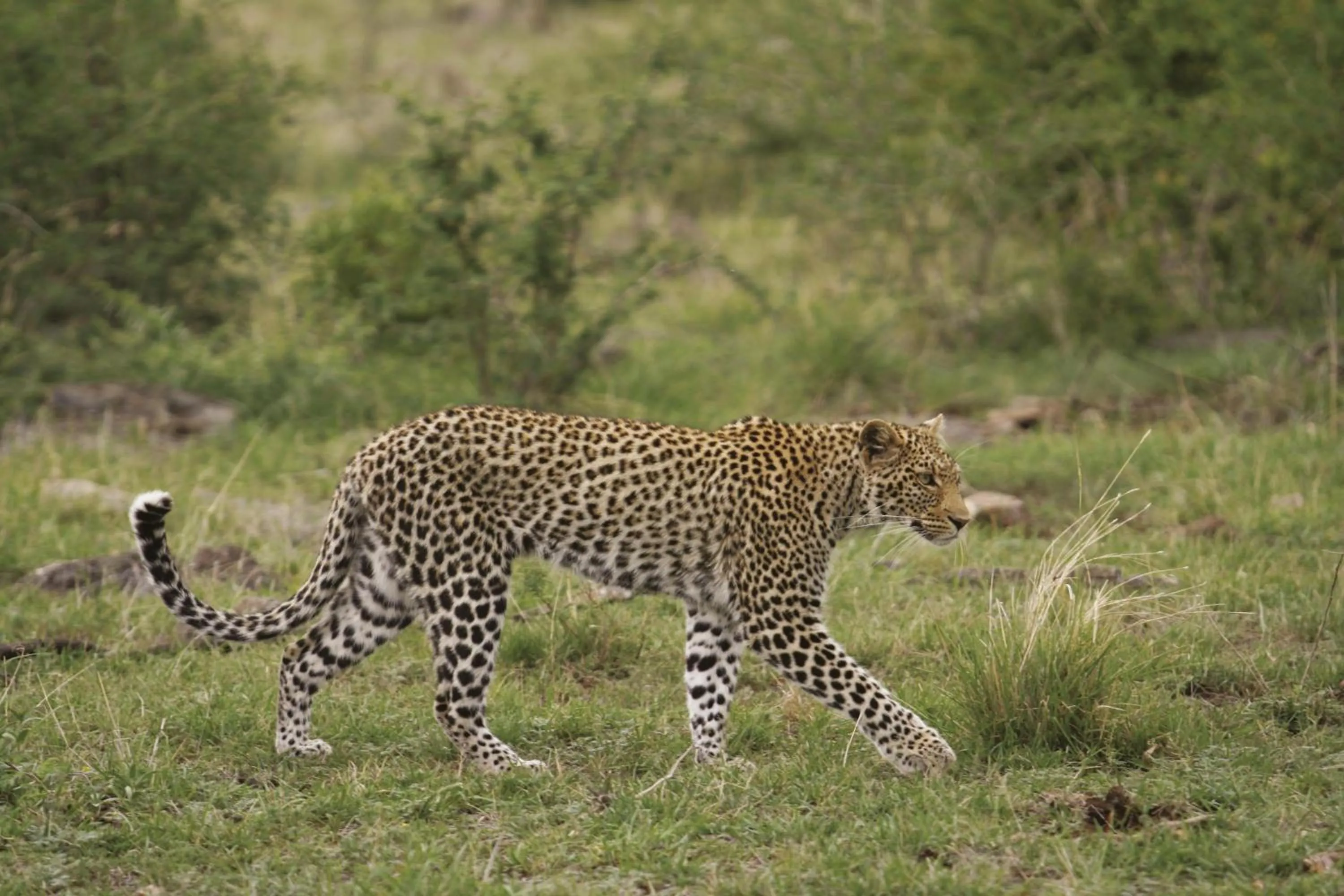 Spring in Tuningi Safari Lodge