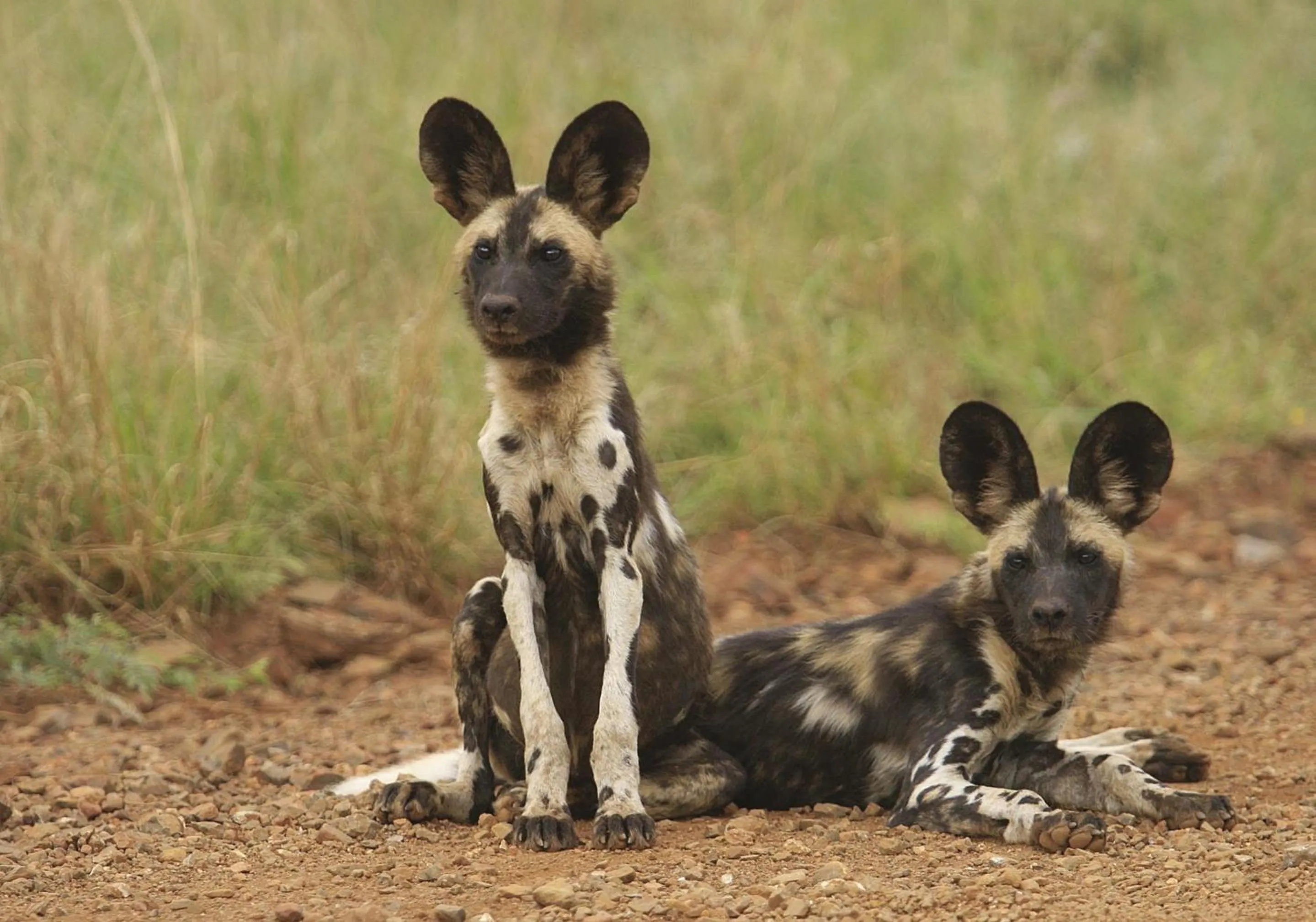 Off site in Tuningi Safari Lodge