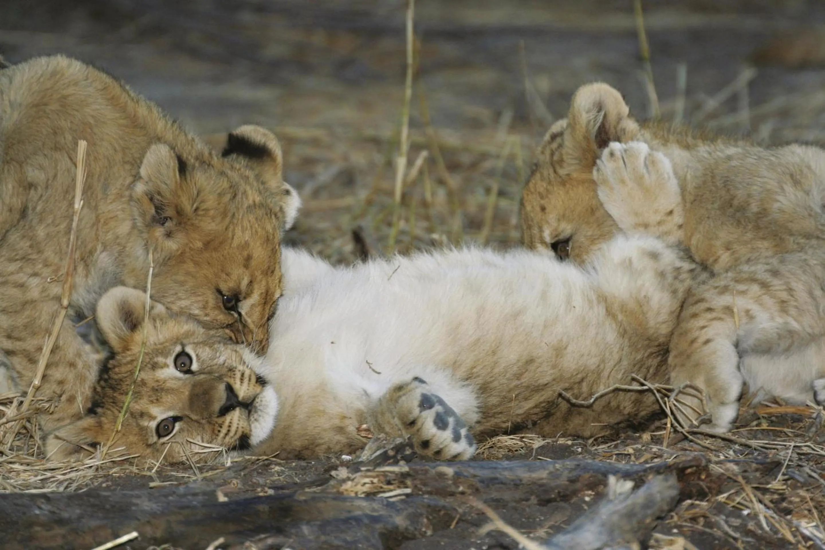 Spring in Tuningi Safari Lodge