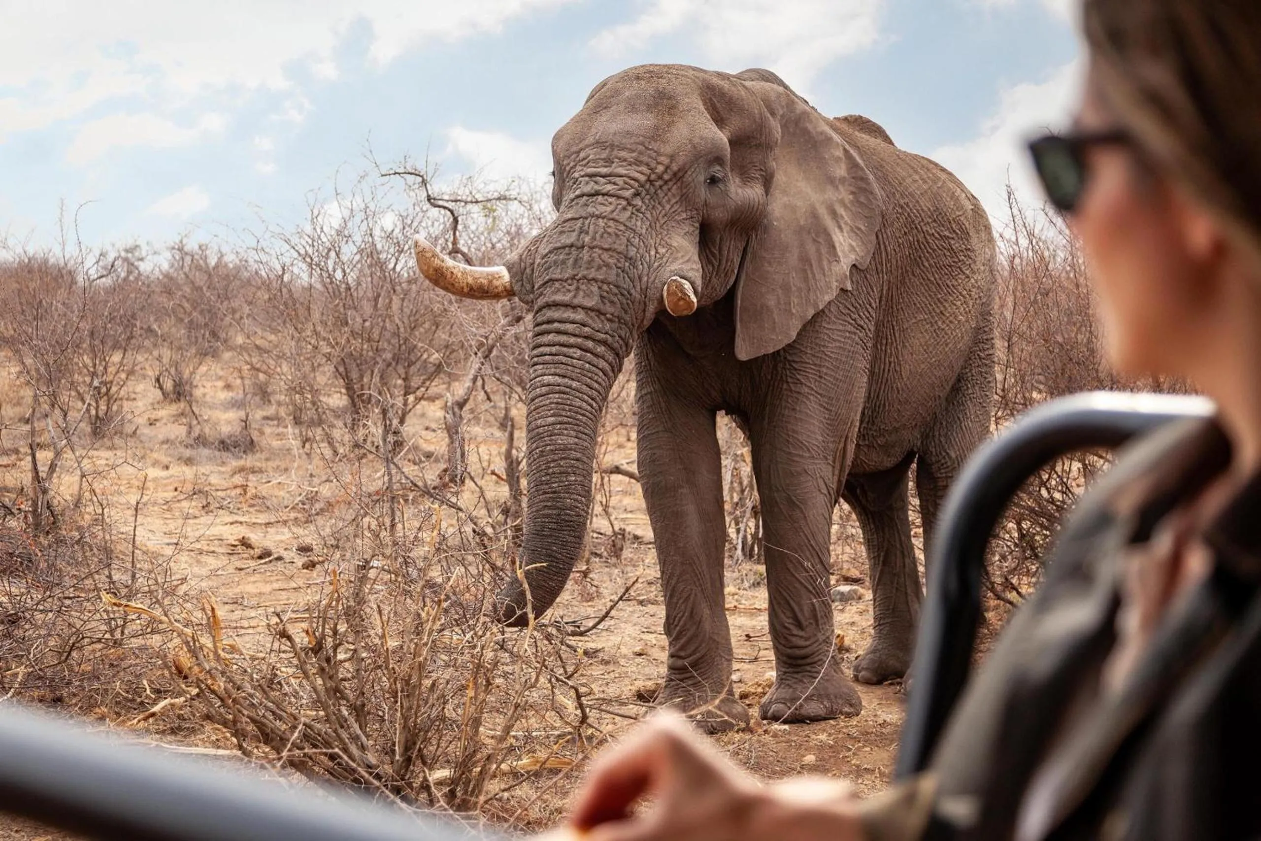 Animals in Tuningi Safari Lodge