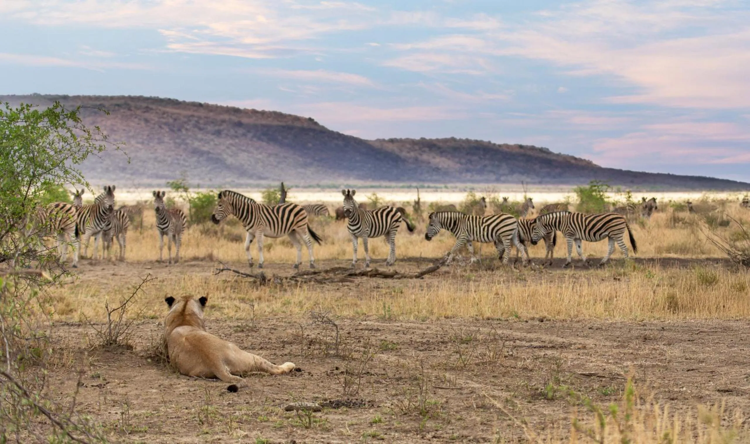 Animals in Tuningi Safari Lodge