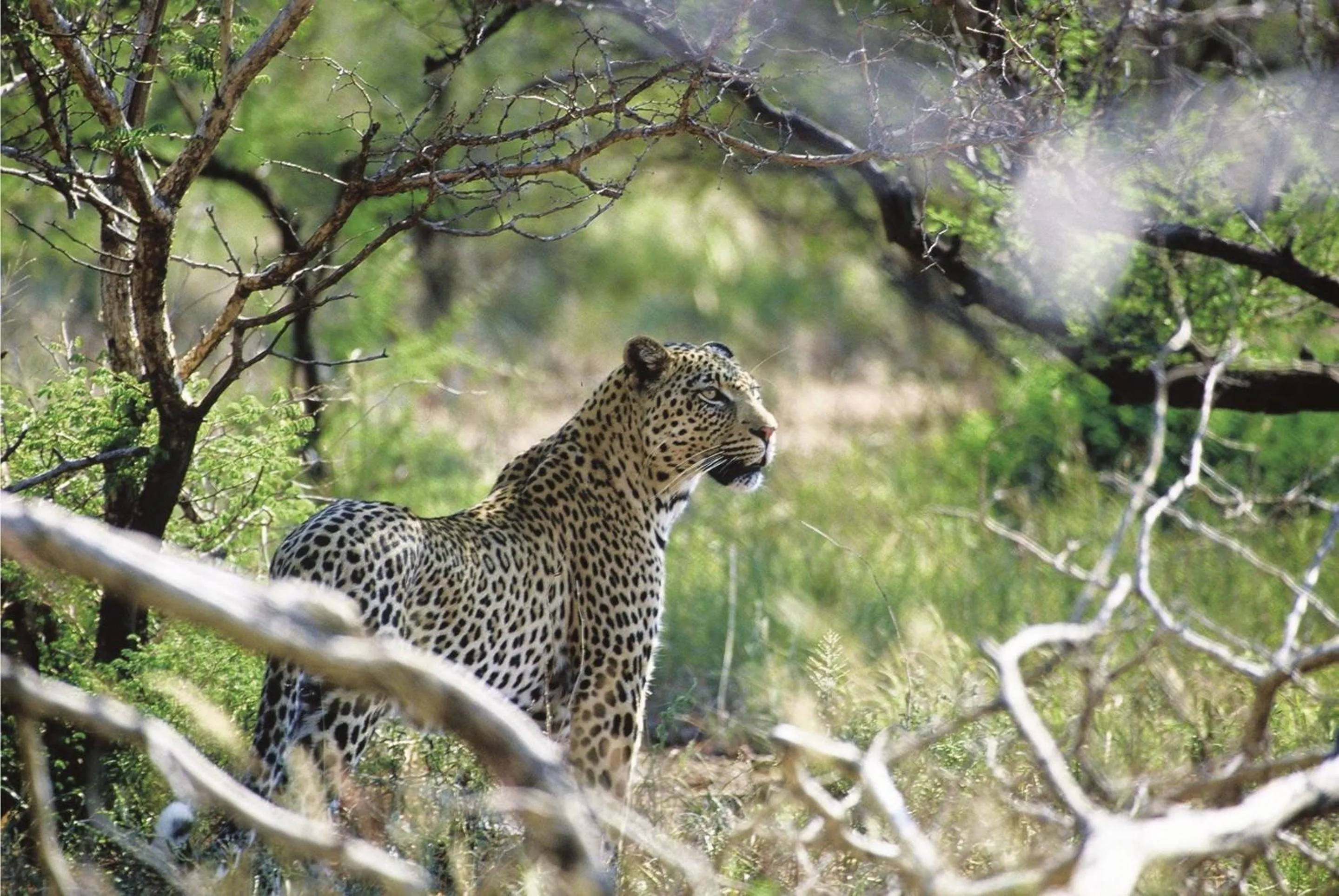 Spring in Tuningi Safari Lodge