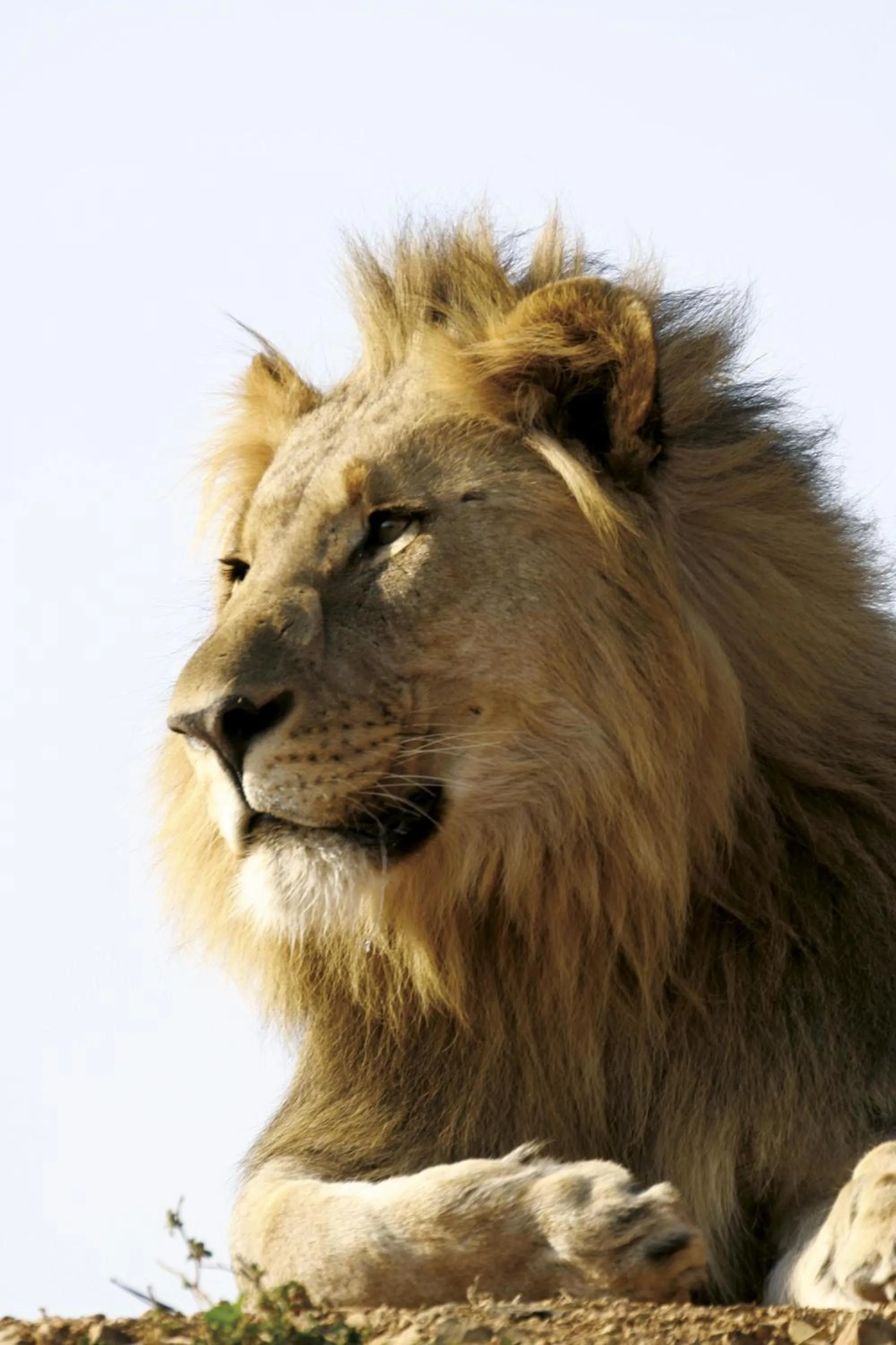 Animals in Tuningi Safari Lodge