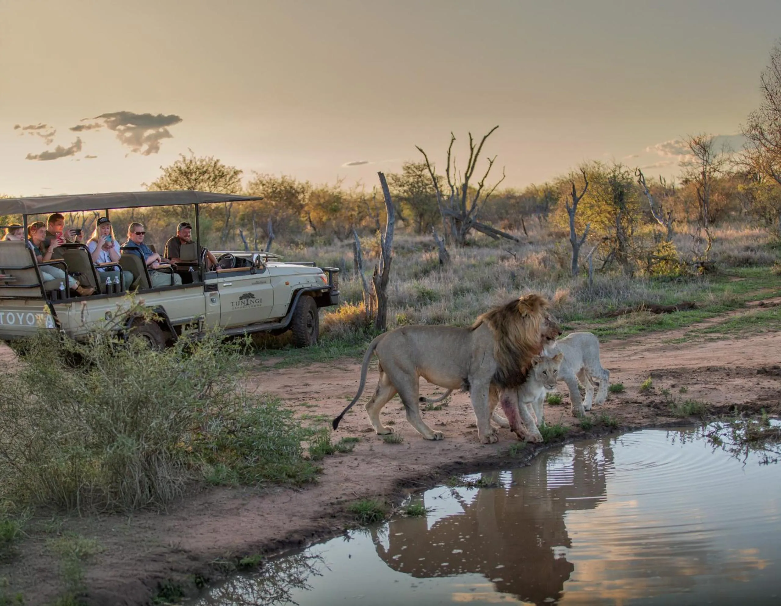 Animals in Tuningi Safari Lodge