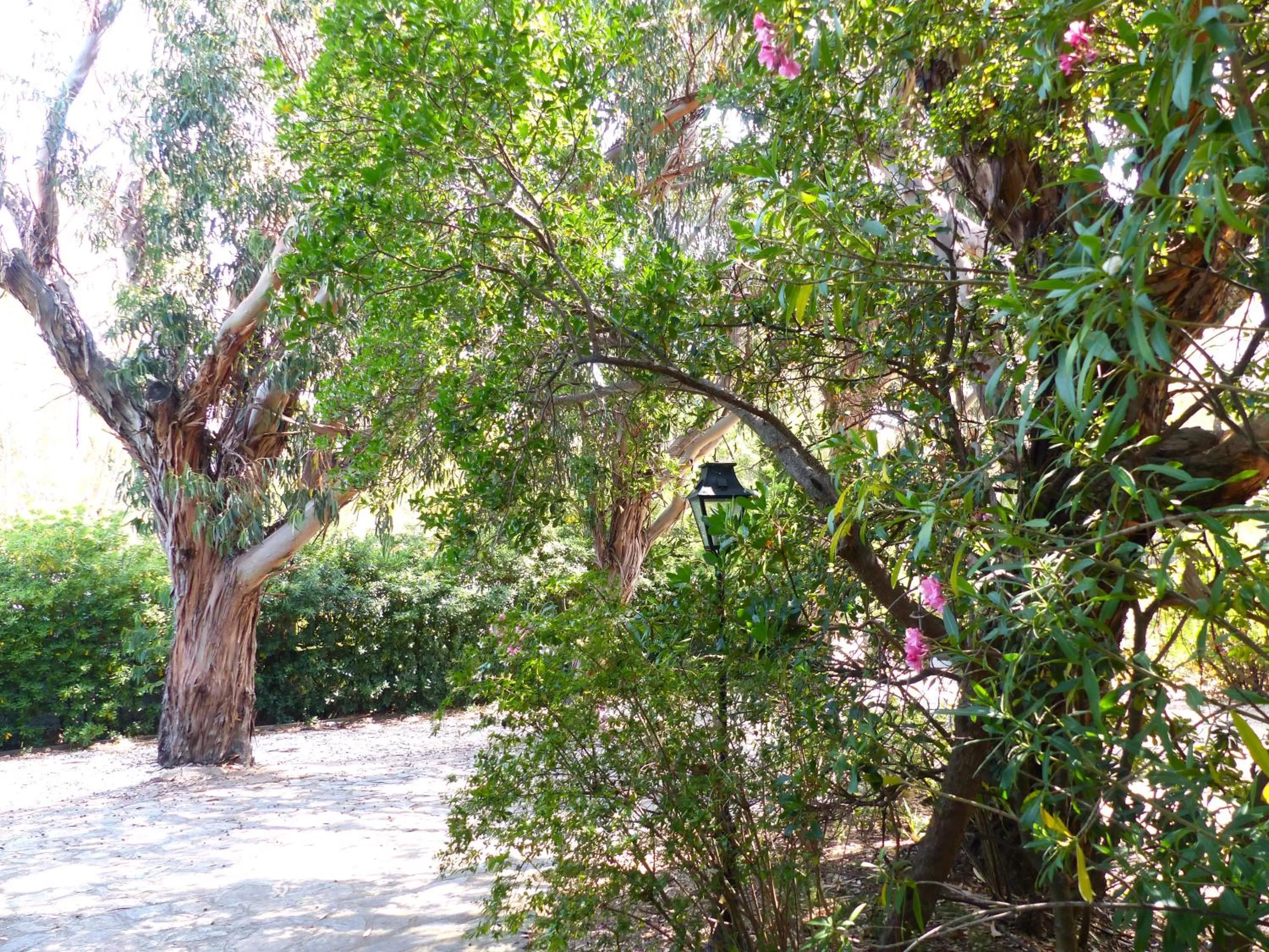 Garden in Hôtel Cap Soleil