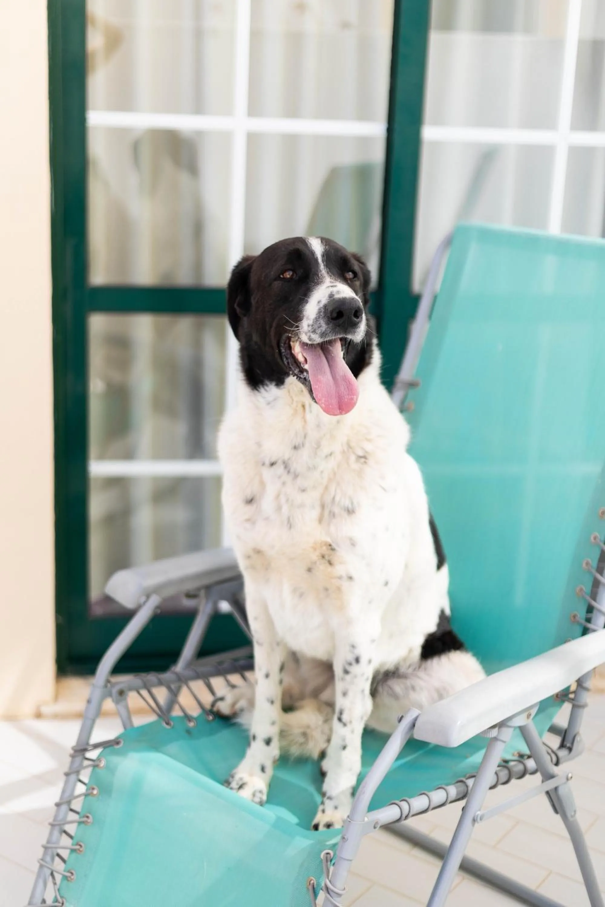 pet friendly in Dunas do Alvor - Torralvor