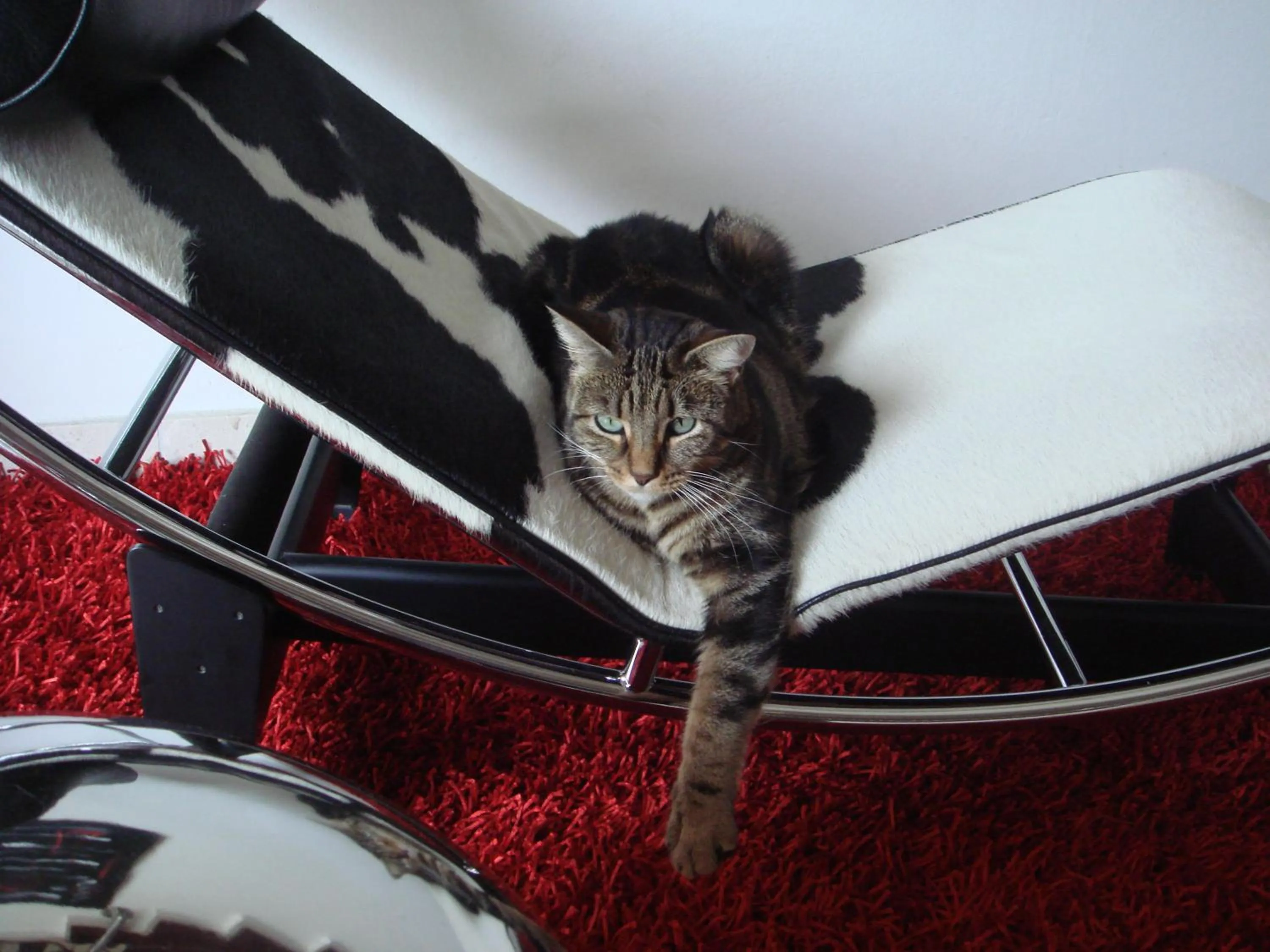 Pets in Hotel Baia dei Pini