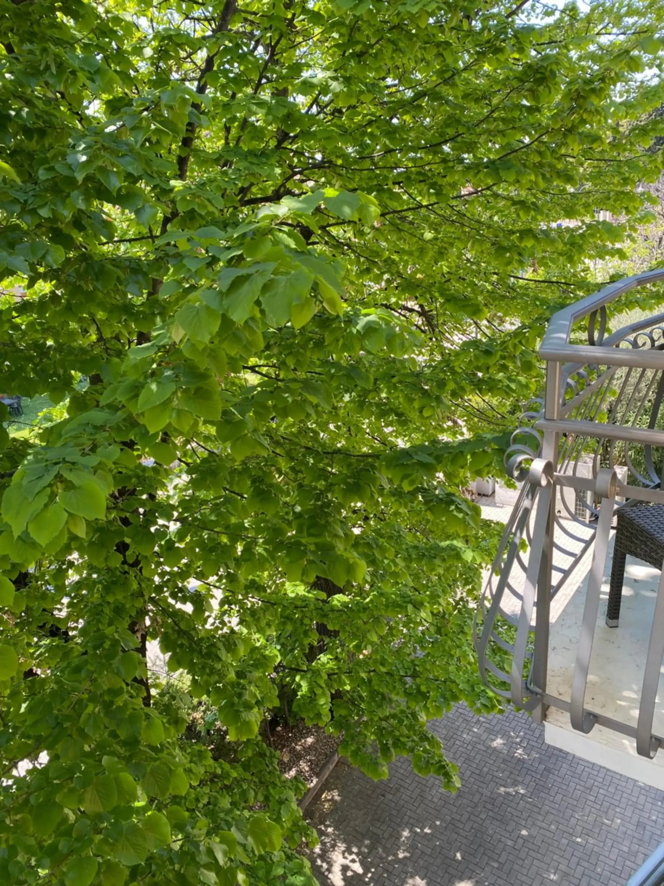 Garden view in Hotel Baia dei Pini