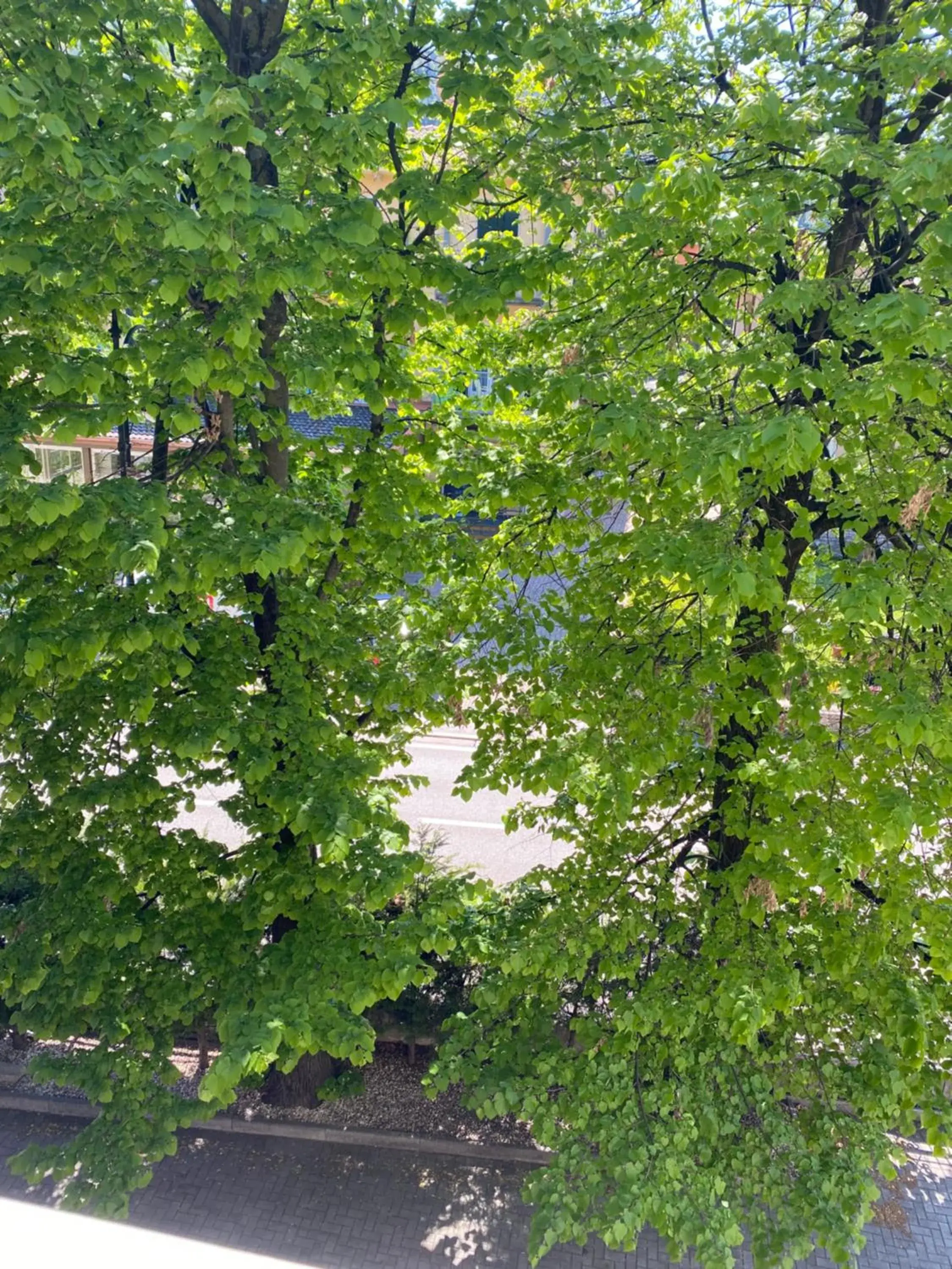 Garden view in Hotel Baia dei Pini