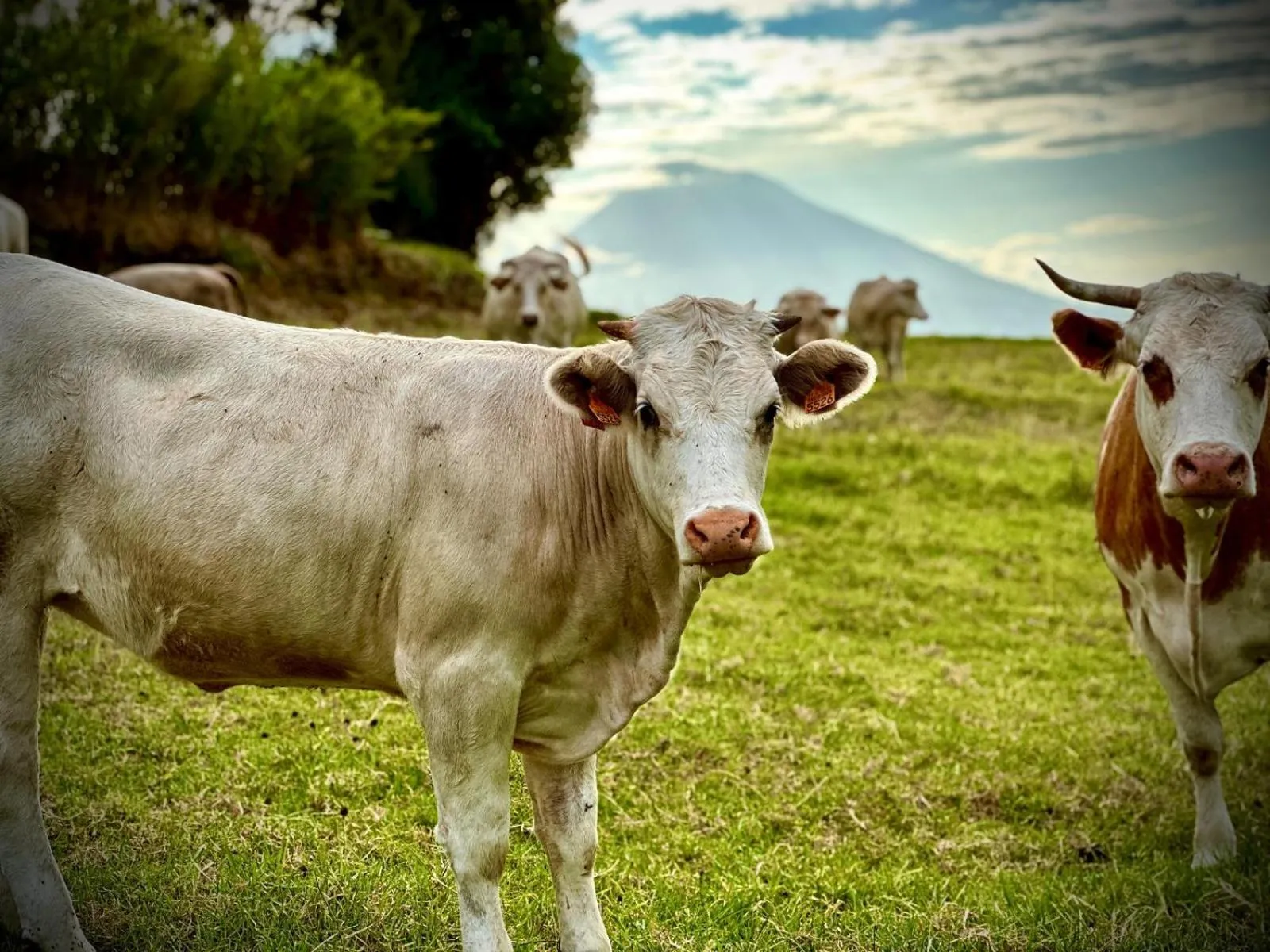 View (from property/room) in Quinta da Meia Eira