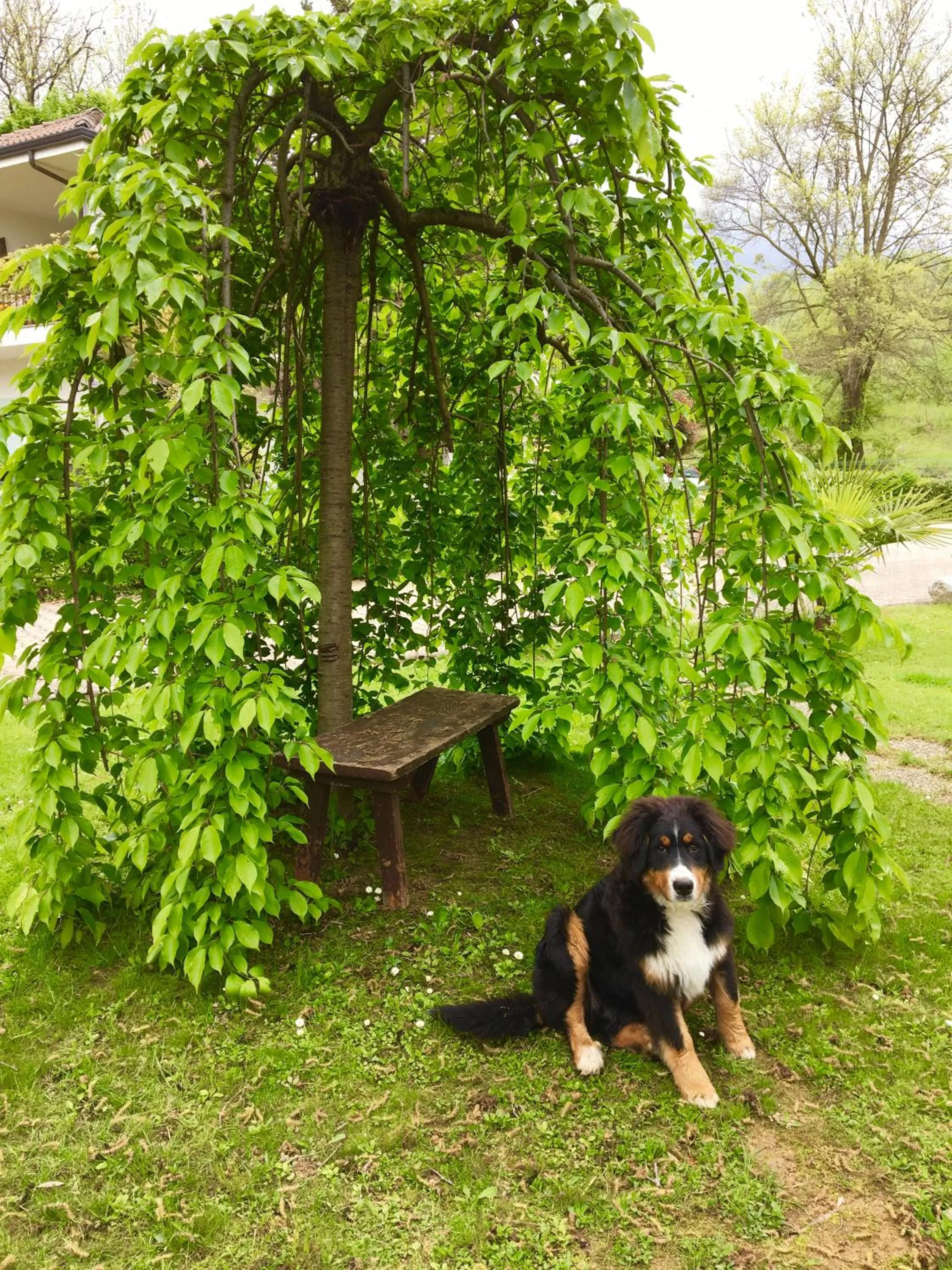 Garden in B&B La libellula