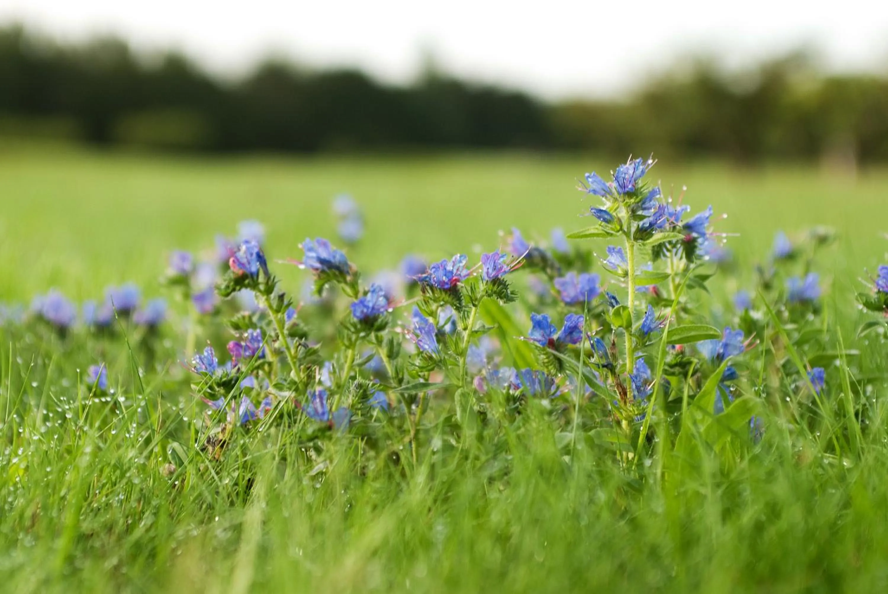 Garden in Abbekås Golfrestaurang & Hotell