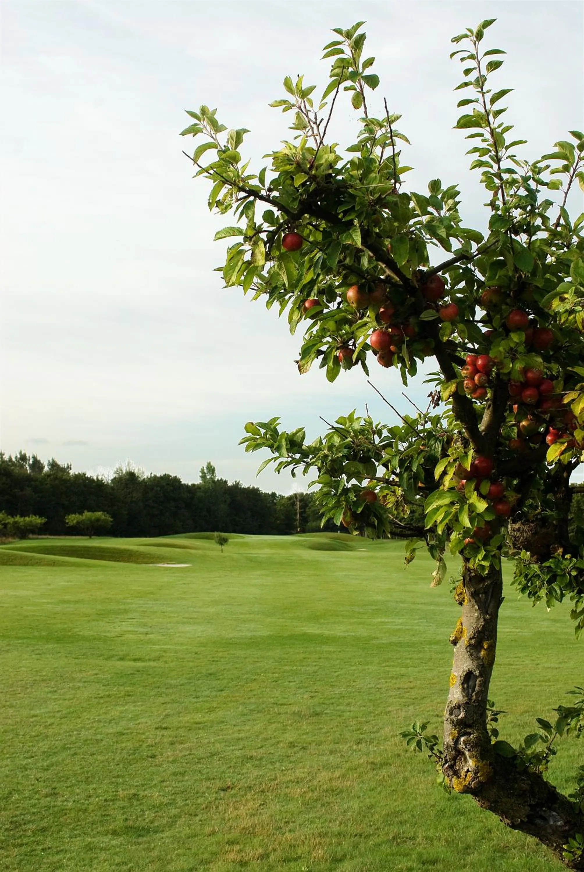 Area and facilities in Abbekås Golfrestaurang & Hotell