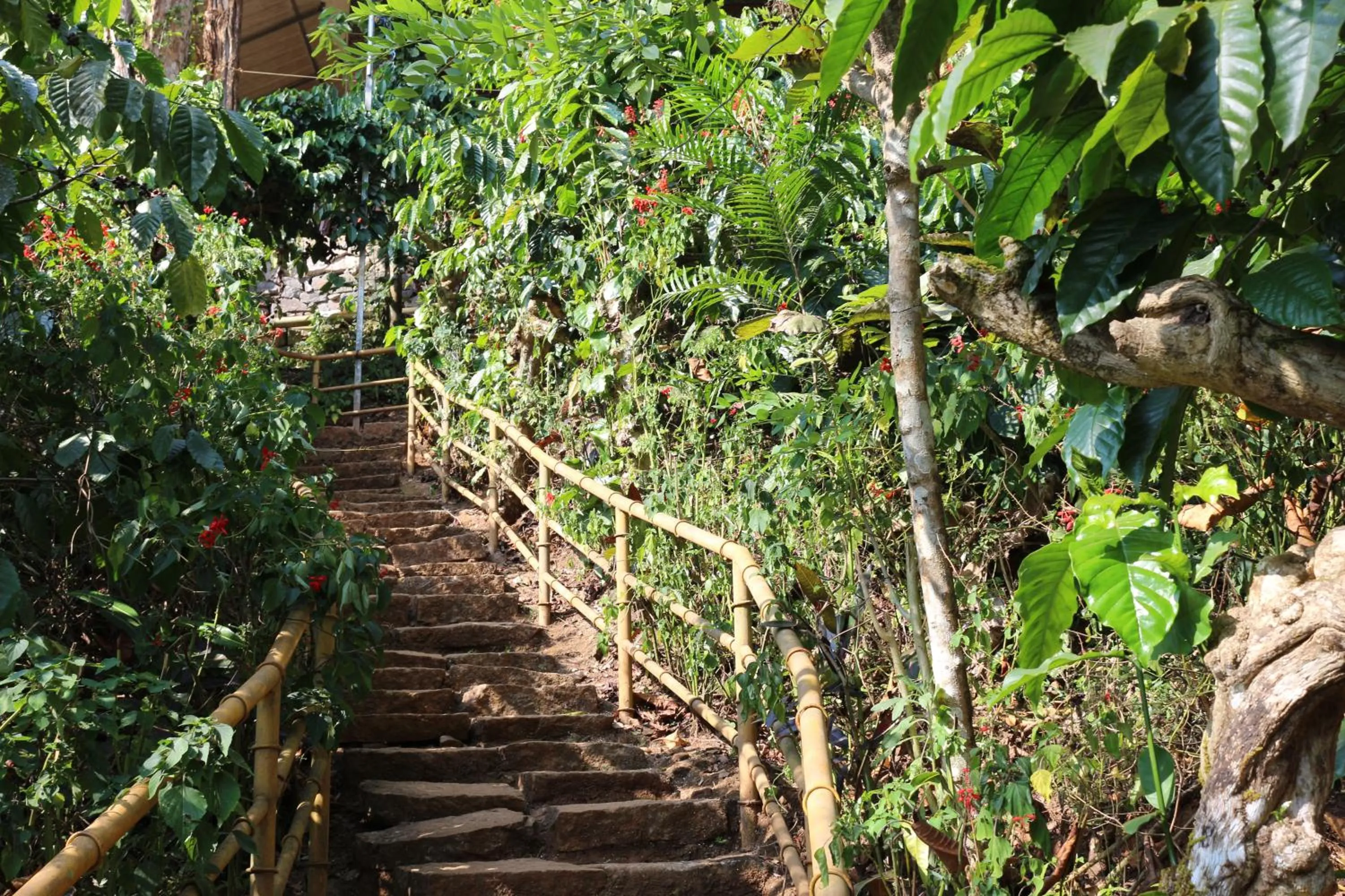 Property building in Planet Green Plantation Resorts, Wayanad, Kerala