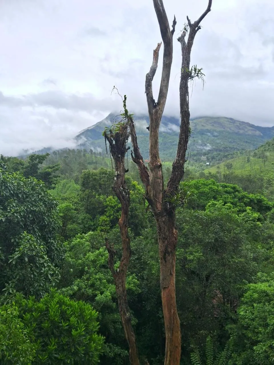 View (from property/room) in Planet Green Plantation Resorts, Wayanad, Kerala