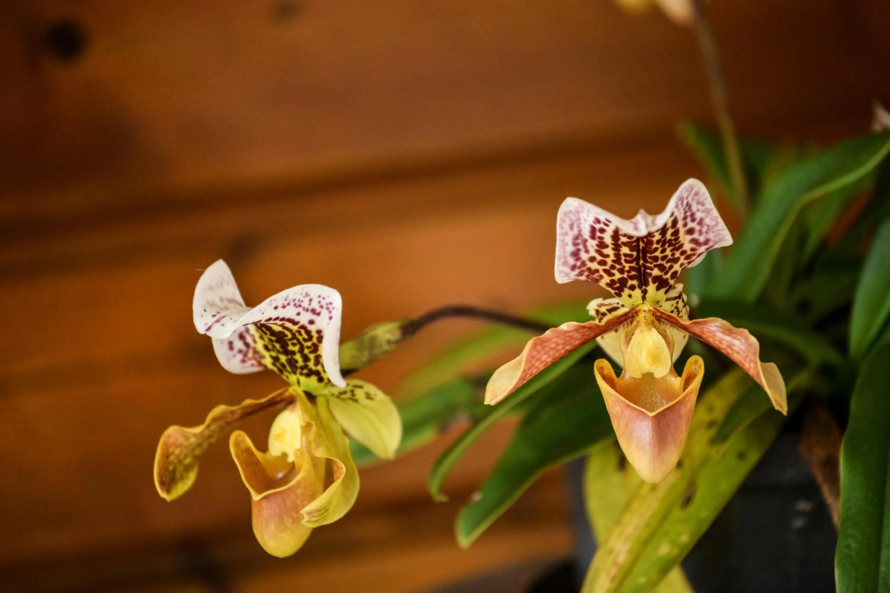 Decorative detail in ORKY-MEL