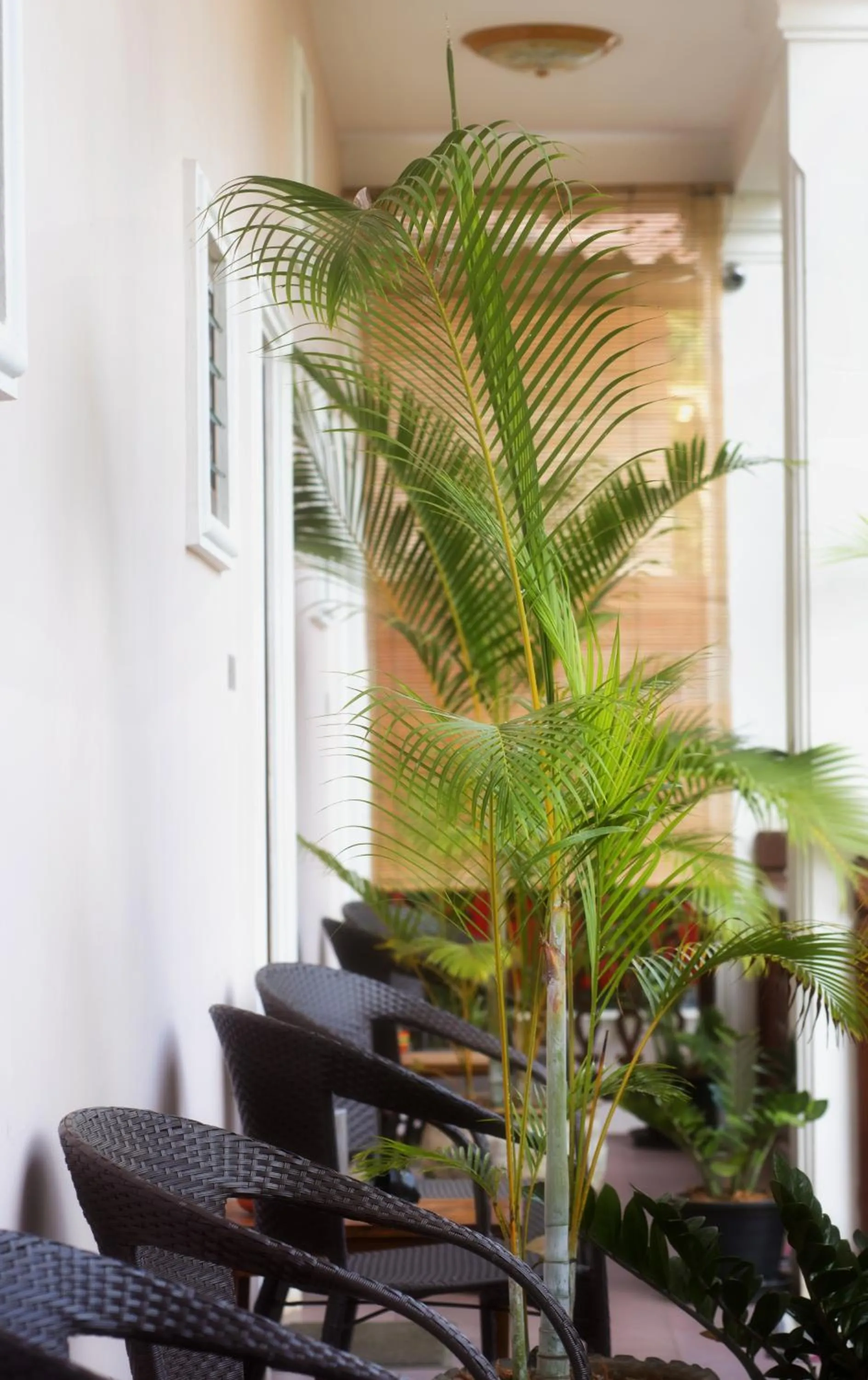 Patio in Pakhongthong Villa